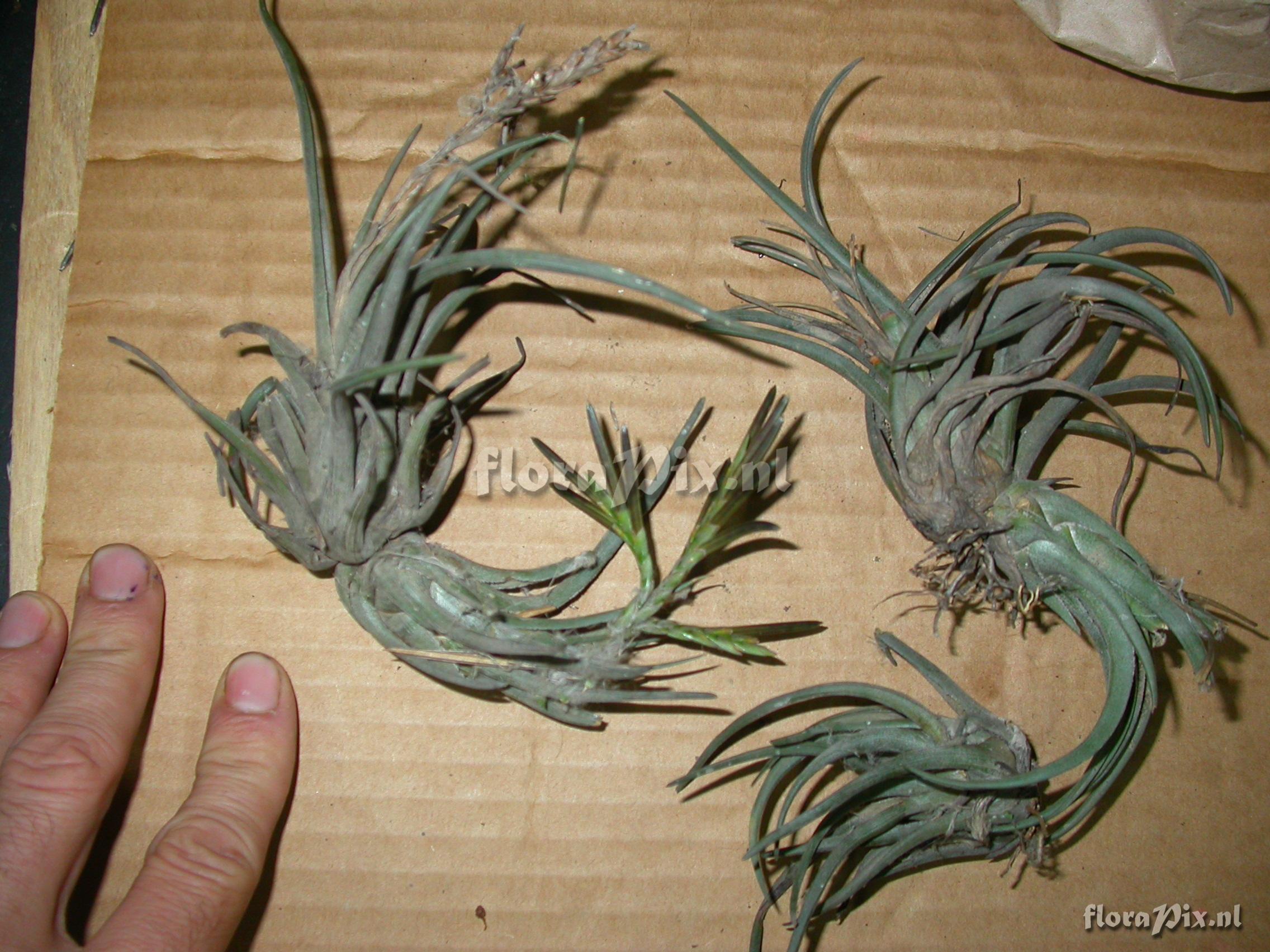 Tillandsia sp. nov. 