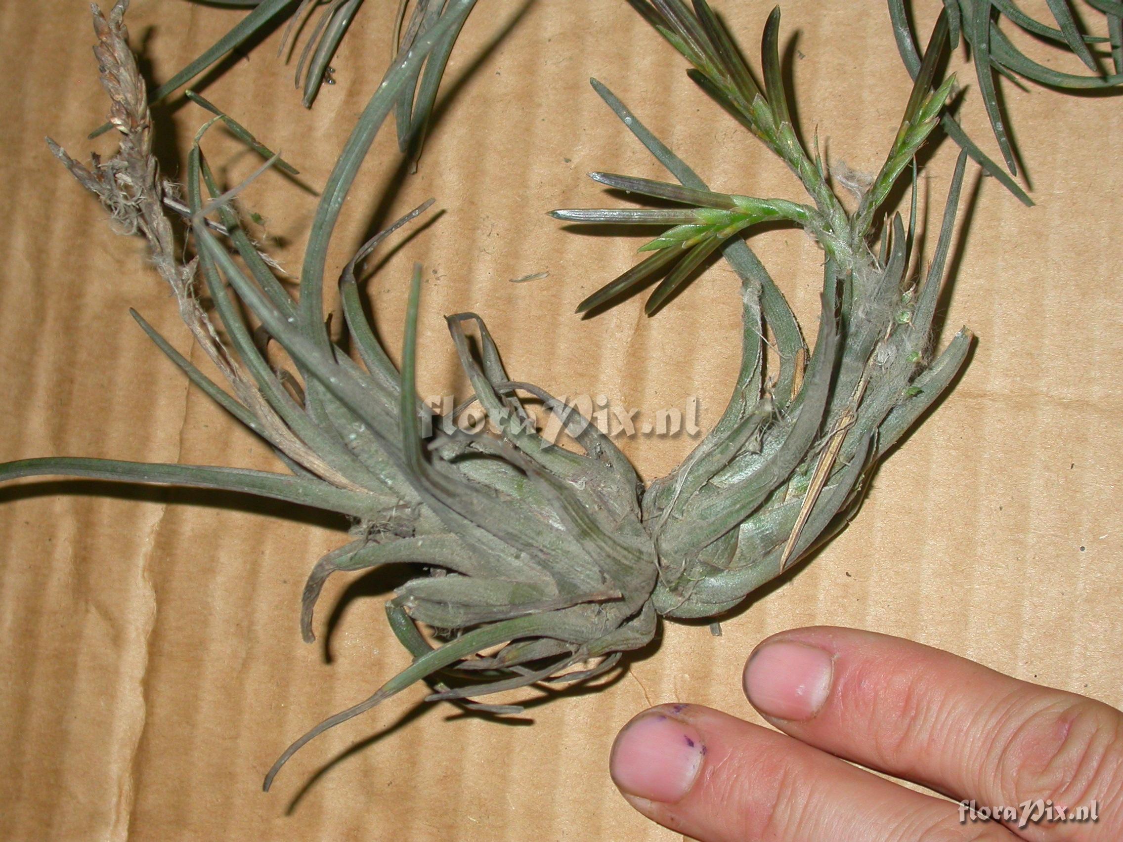 Tillandsia sp. nov. 