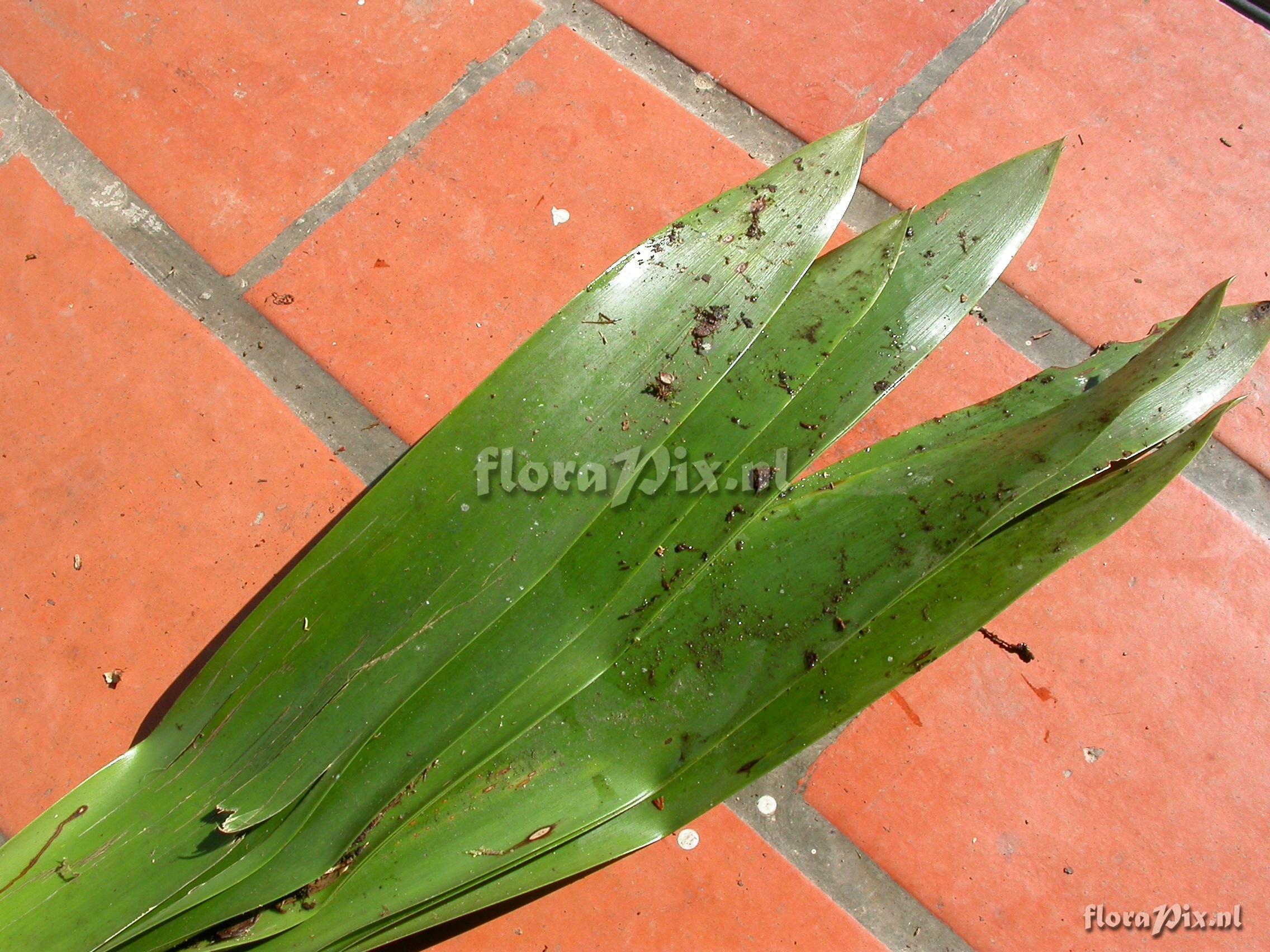 Guzmania atrocastanea H. Luther