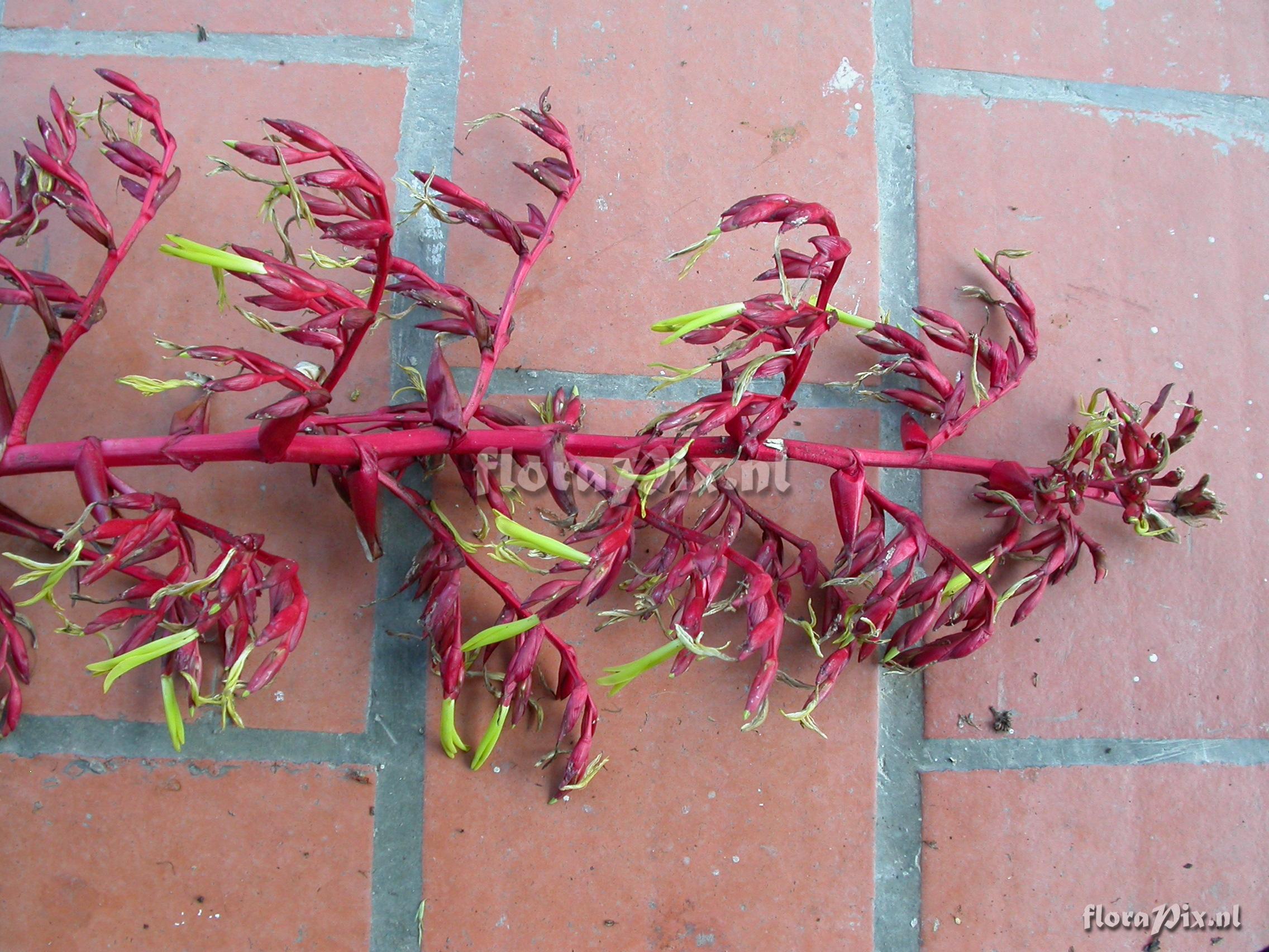 Mezobromelia fulgens L.B. Sm.