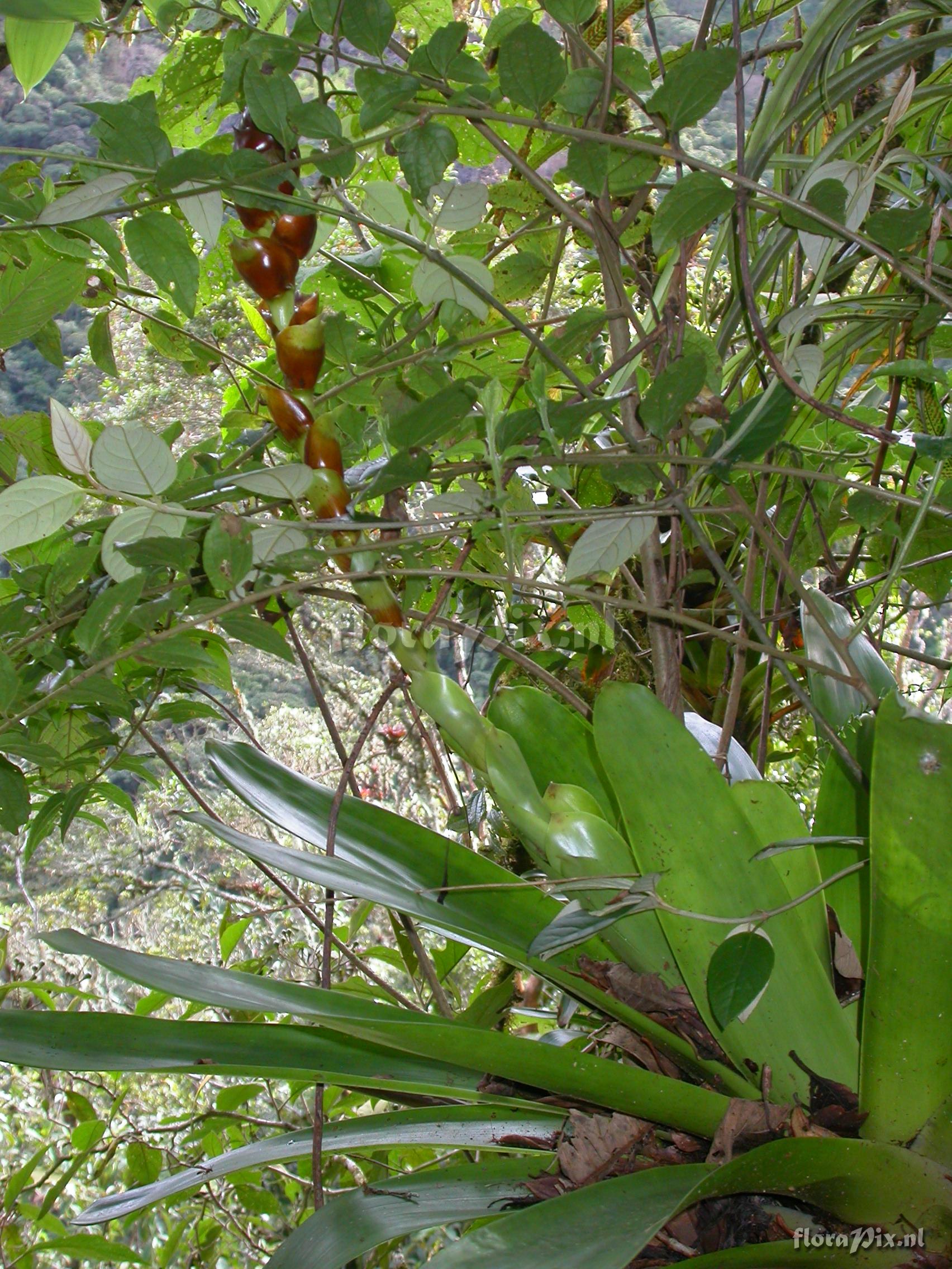 Guzmania xipholepis L.B. Sm.