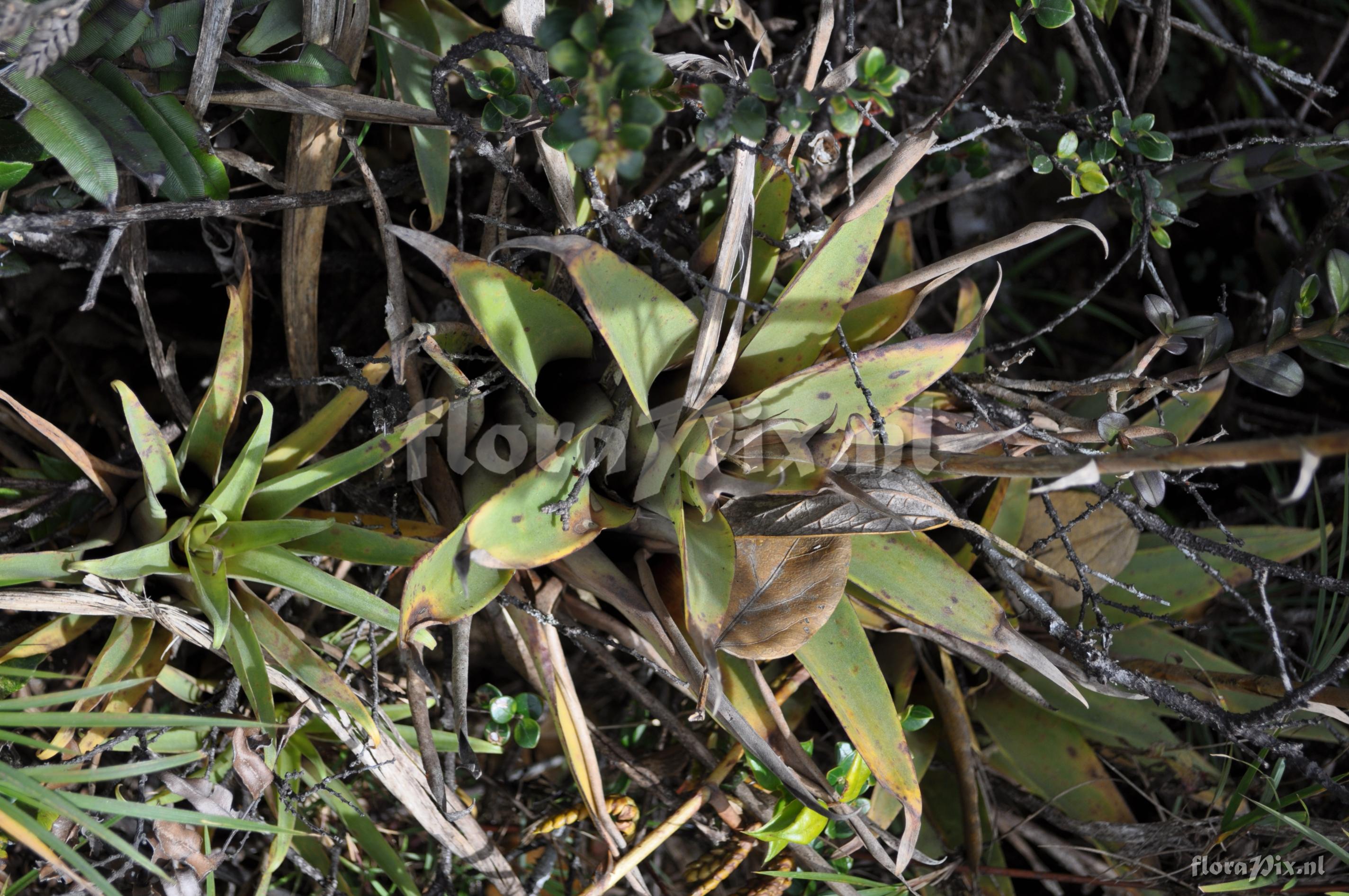 Racinaea tripinnata (Bak) M.A. Spencer & L.B. Smith