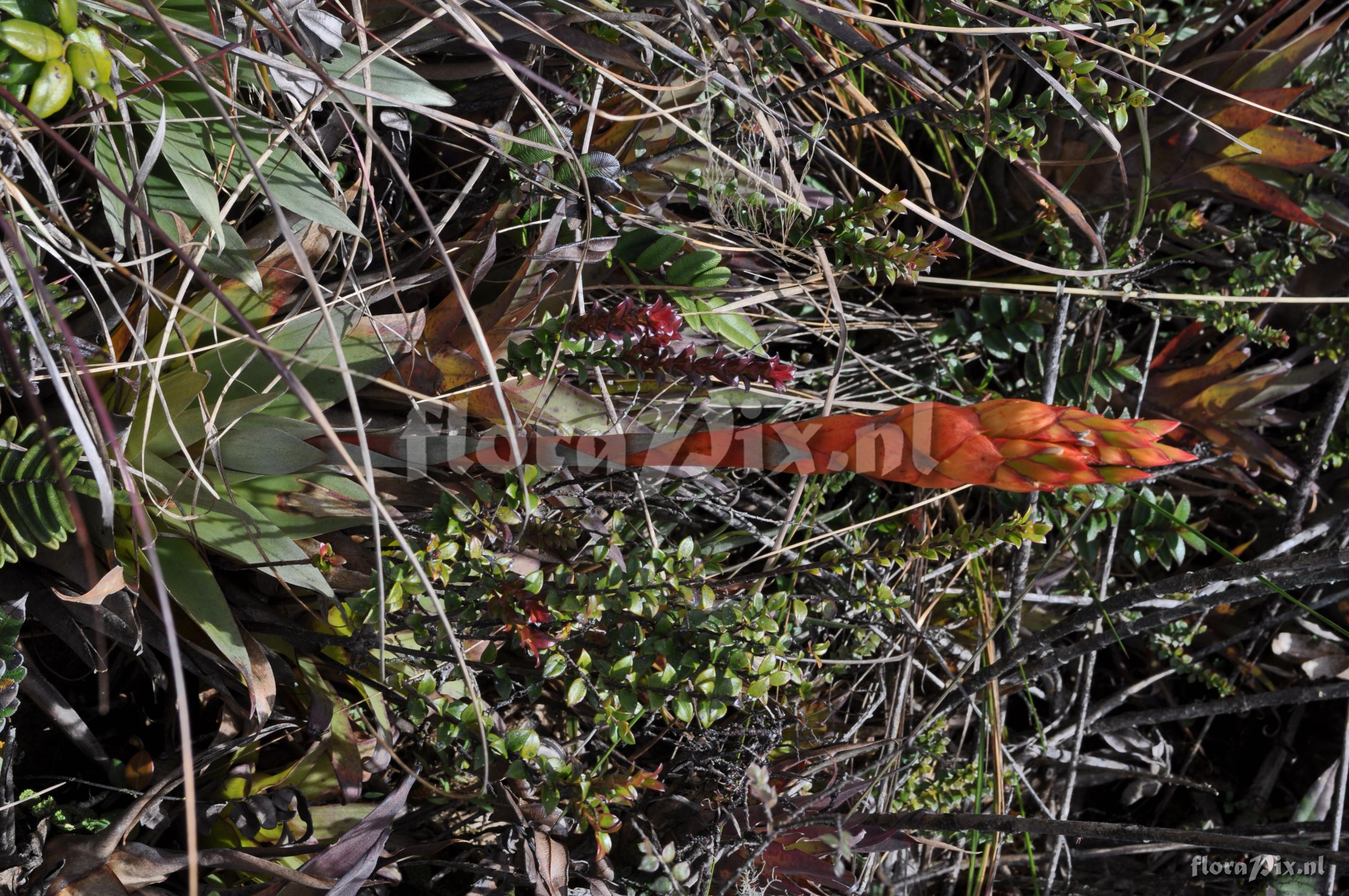 Tillandsia