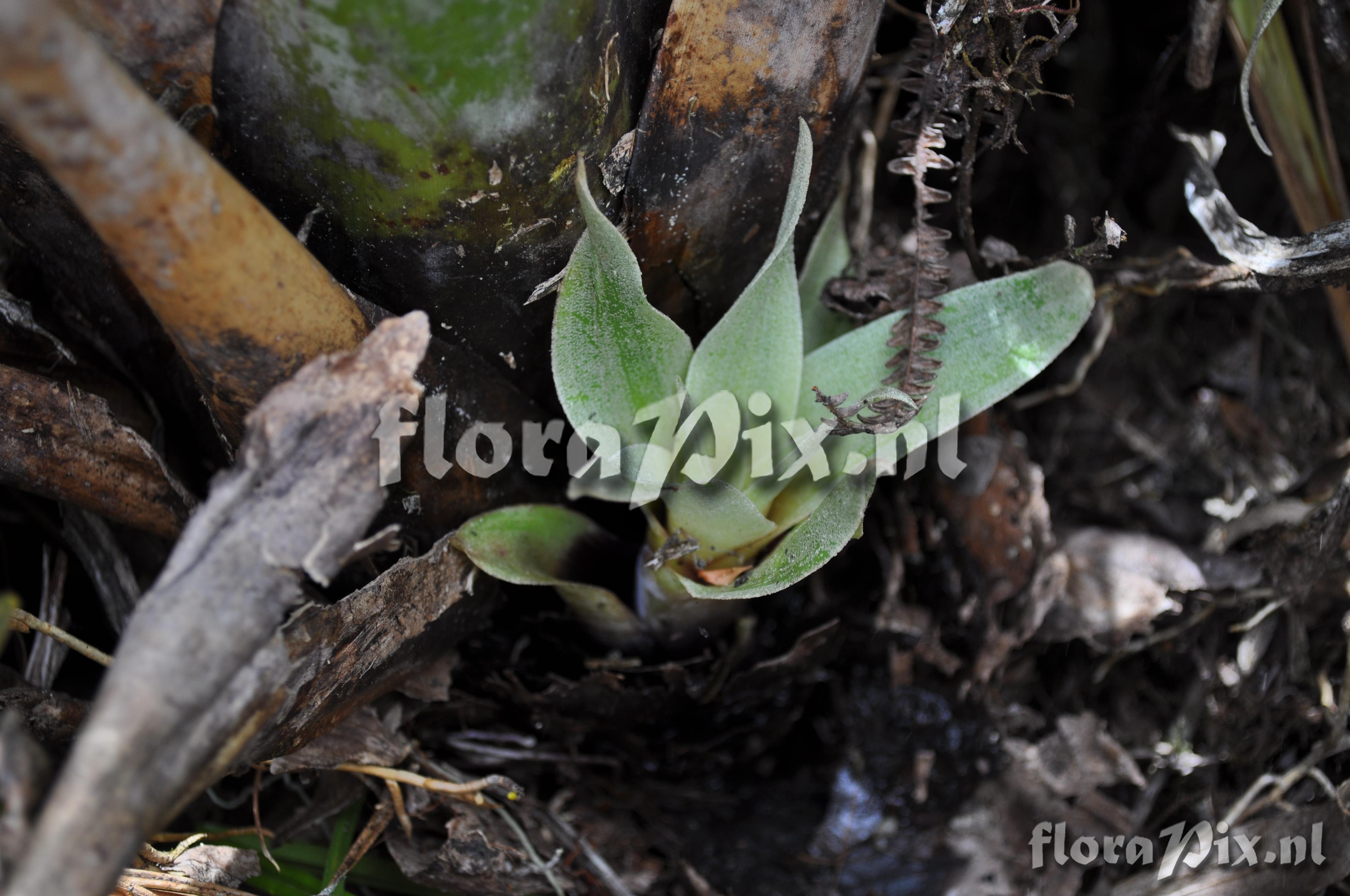 Tillandsia  