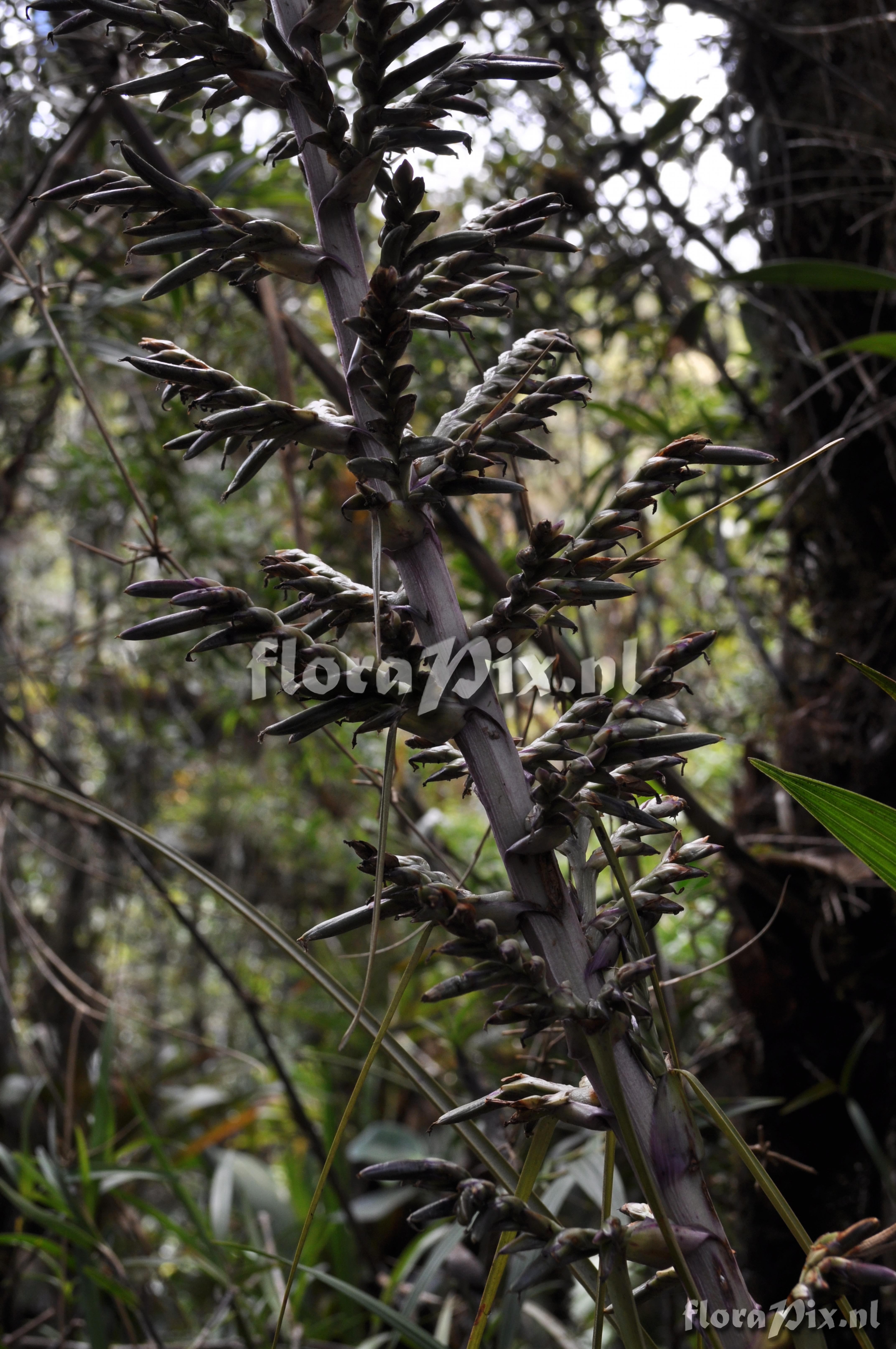 Tillandsia laminata 