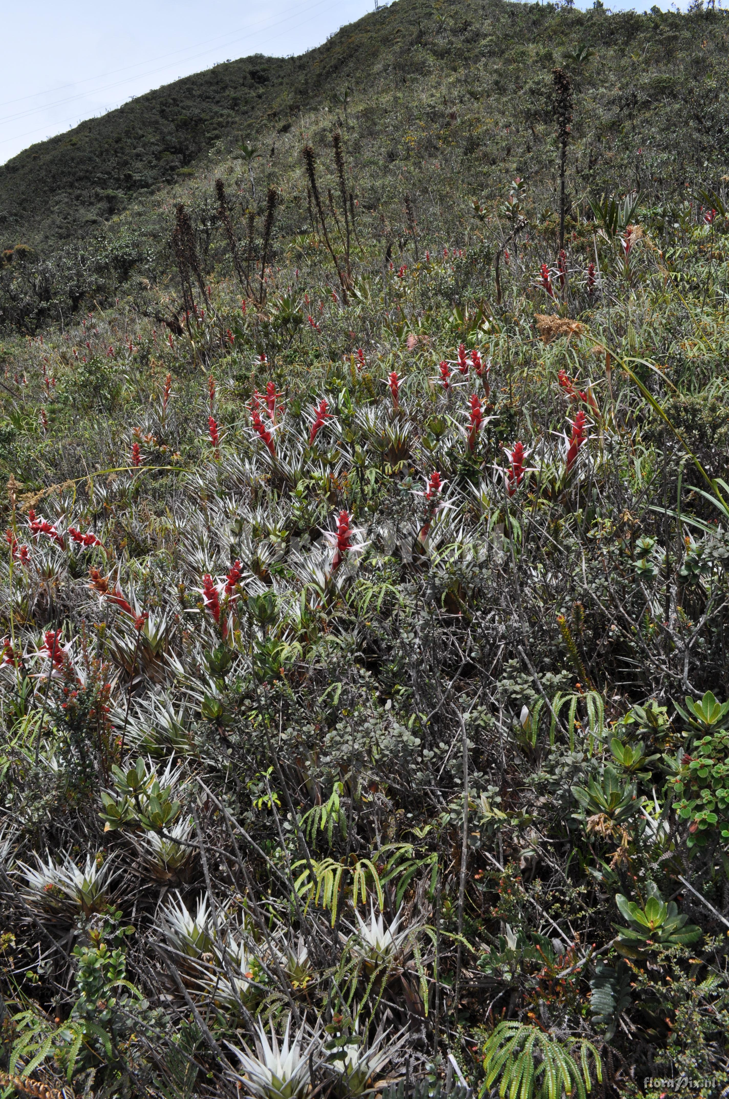 Guzmania confinis