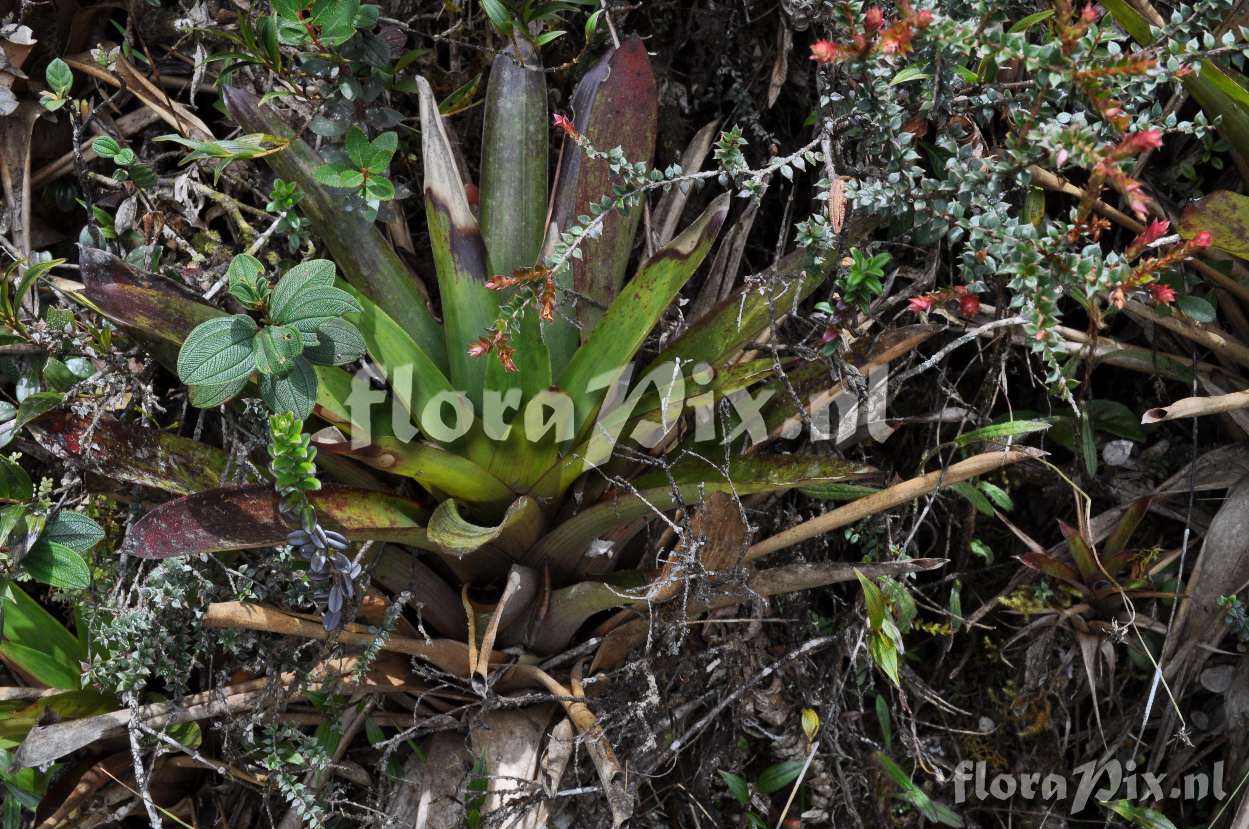 Guzmania lychnis