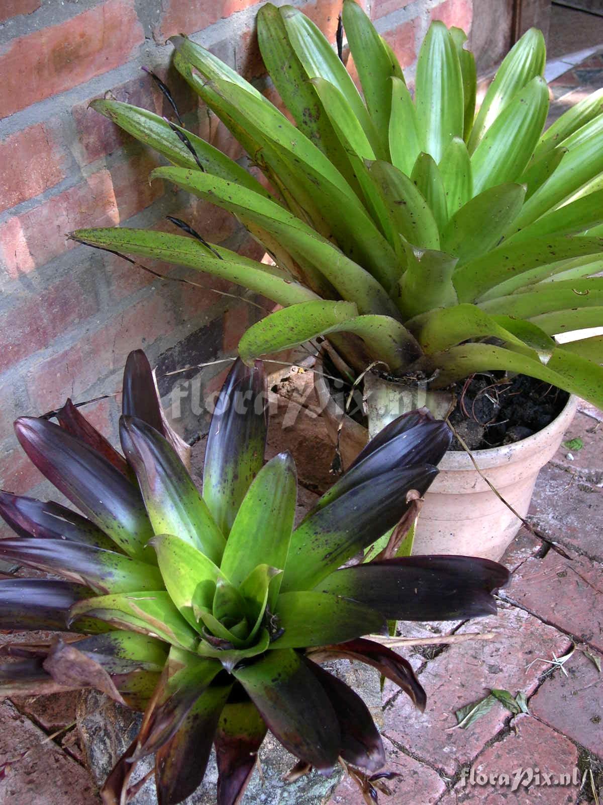 Tillandsia complanata