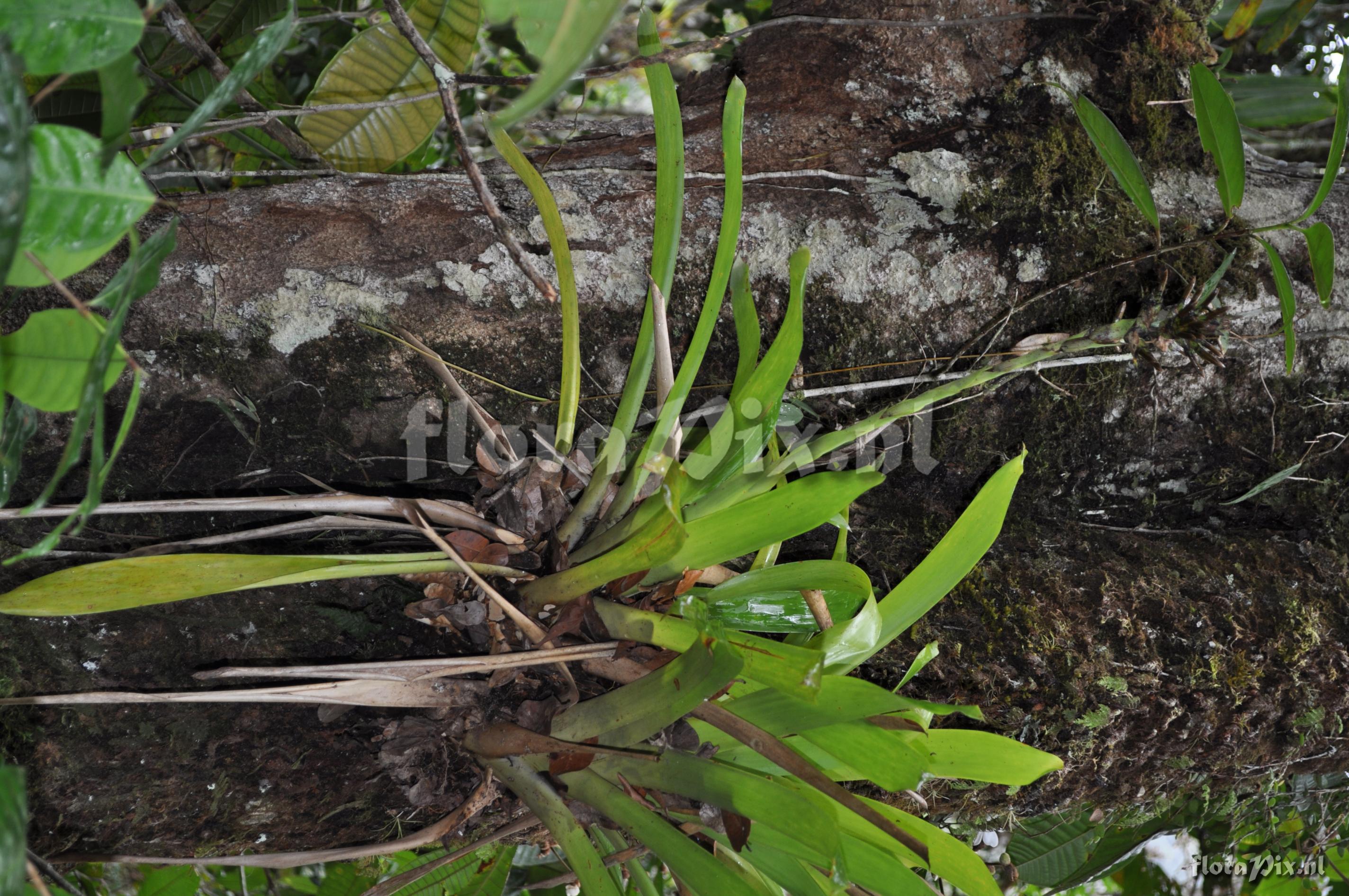 Guzmania  