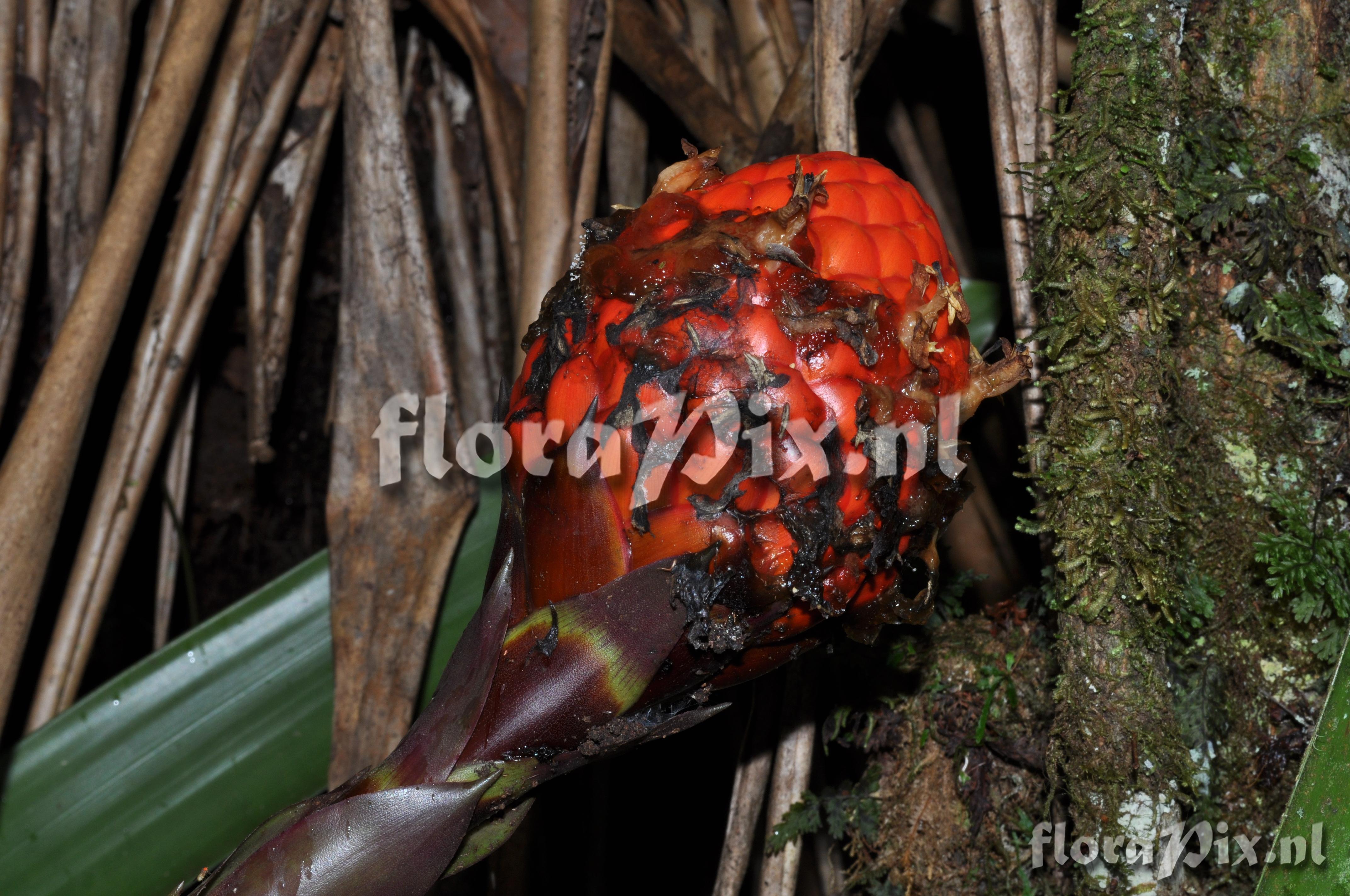 Guzmania claviformis 