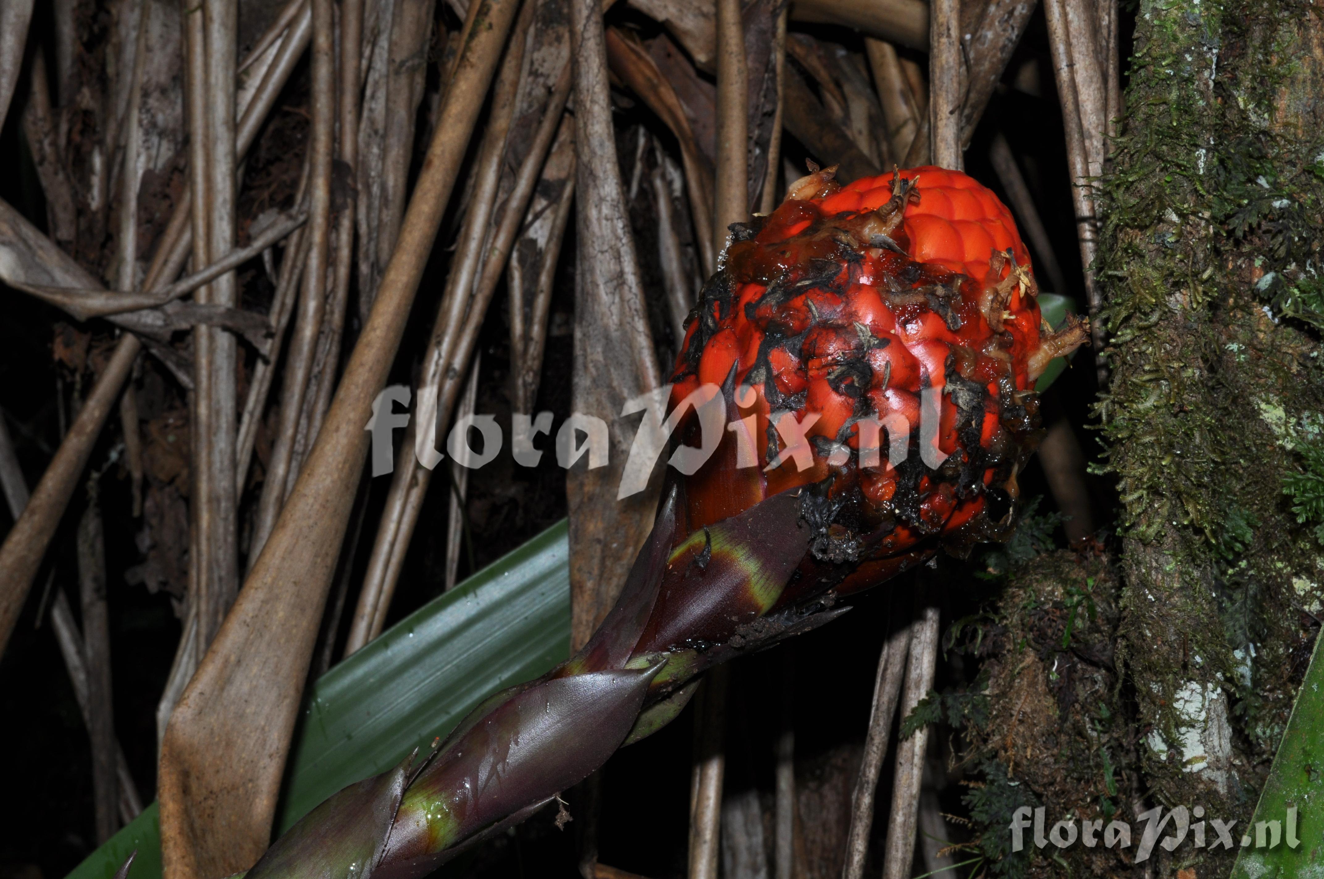 Guzmania claviformis 