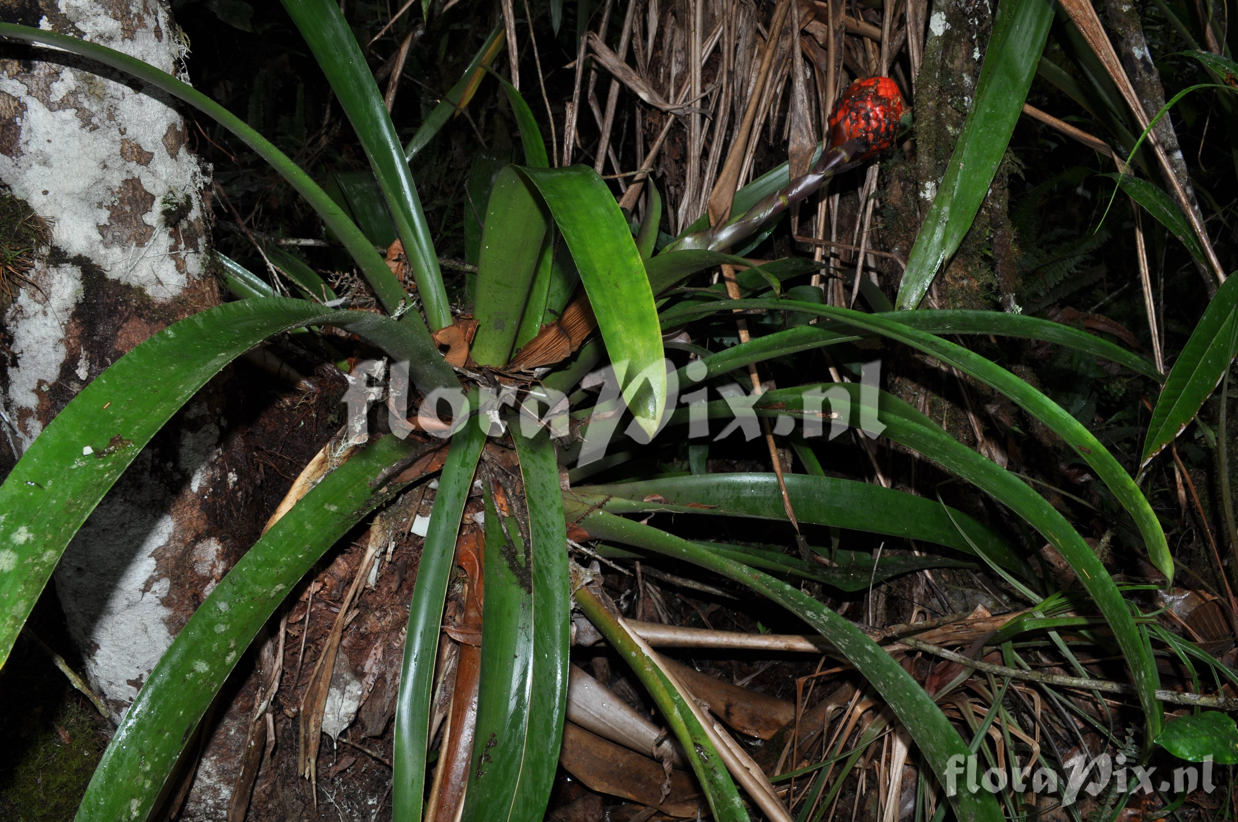 Guzmania claviformis 