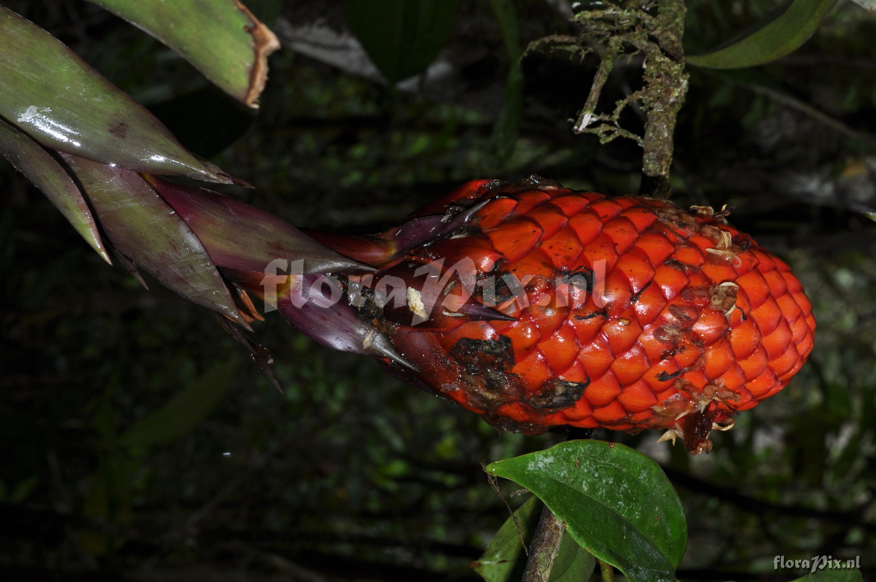 Guzmania claviformis 