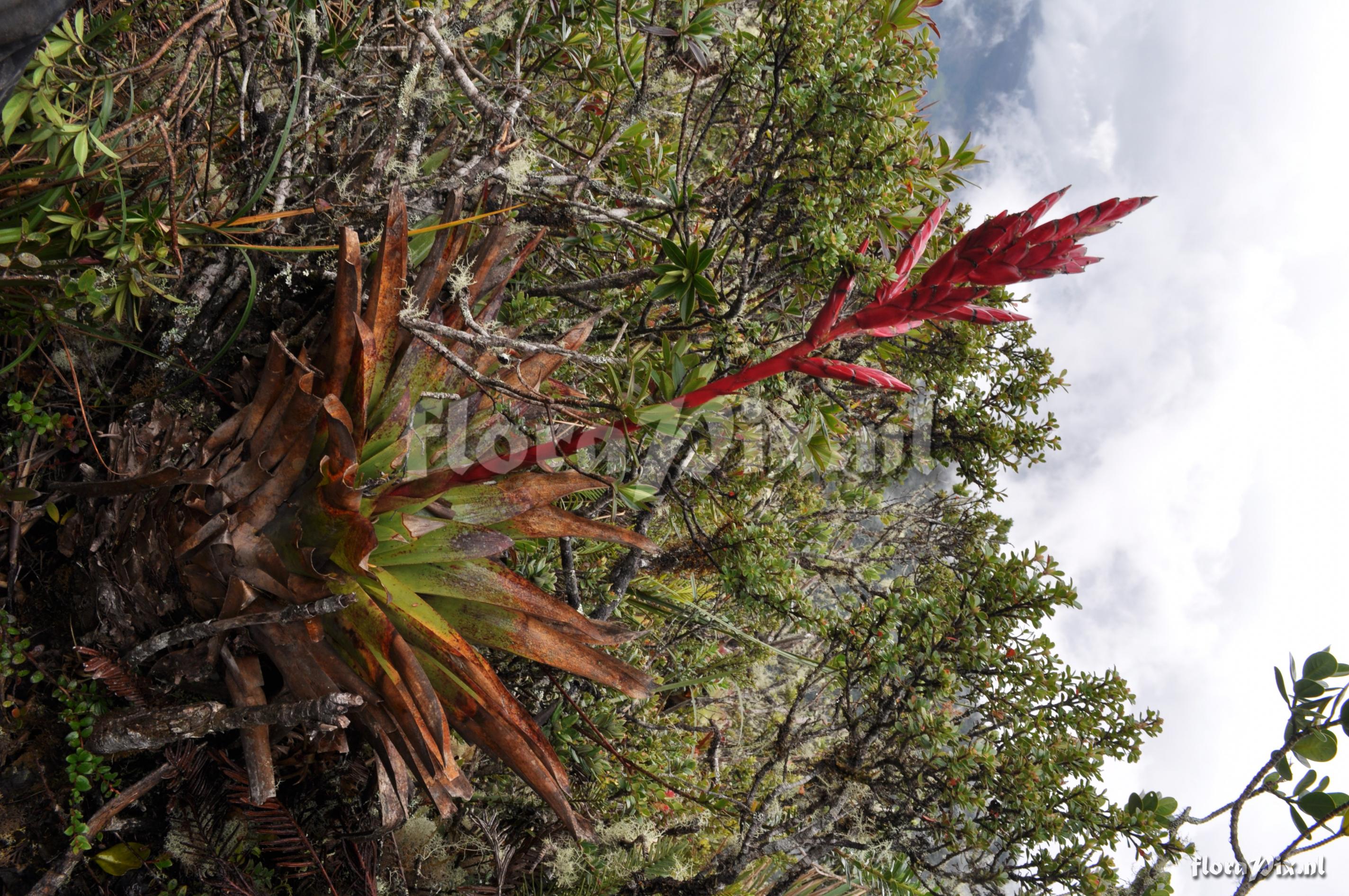 Tillandsia aff. fendleri 