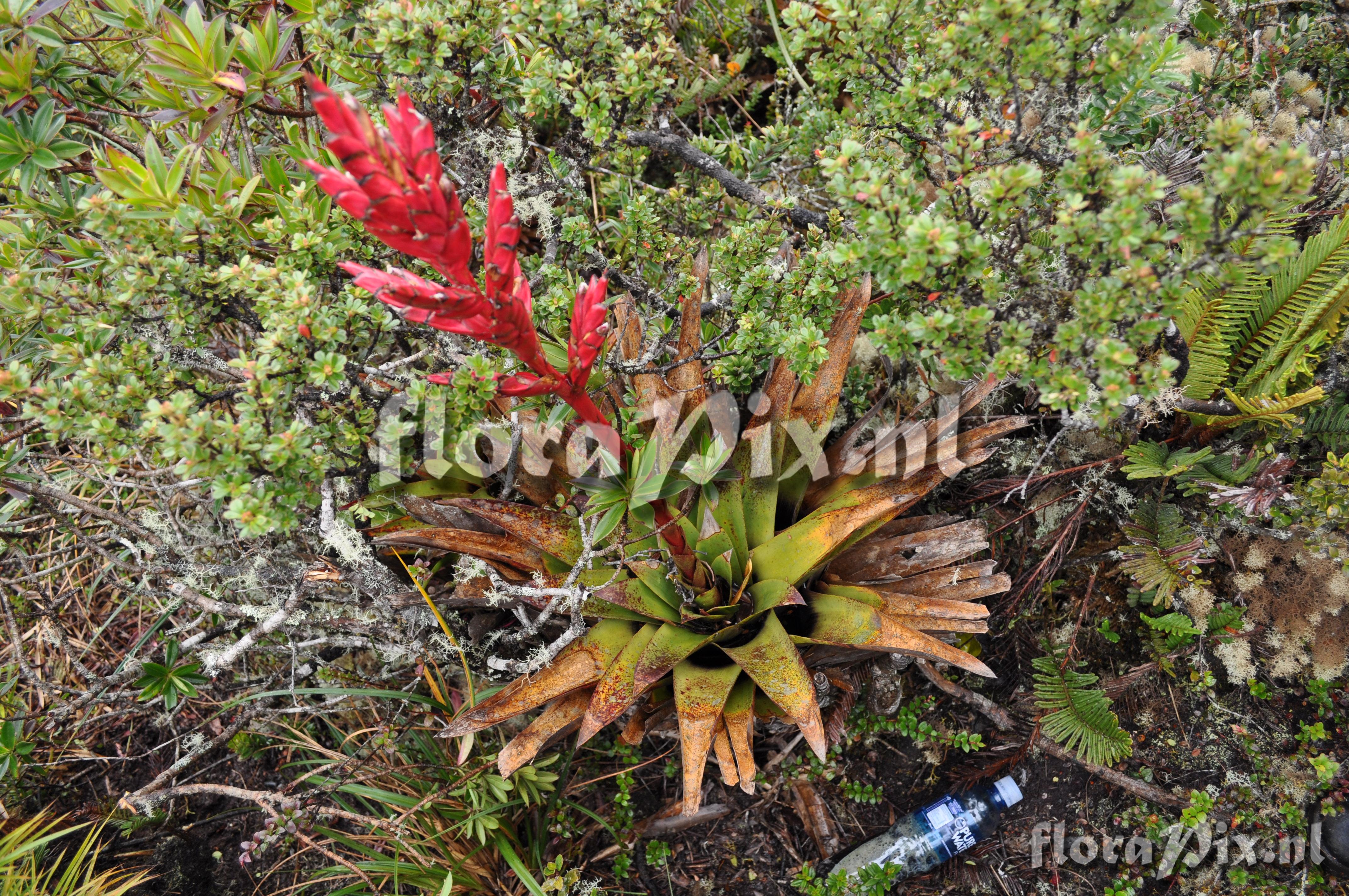 Tillandsia aff. fendleri 