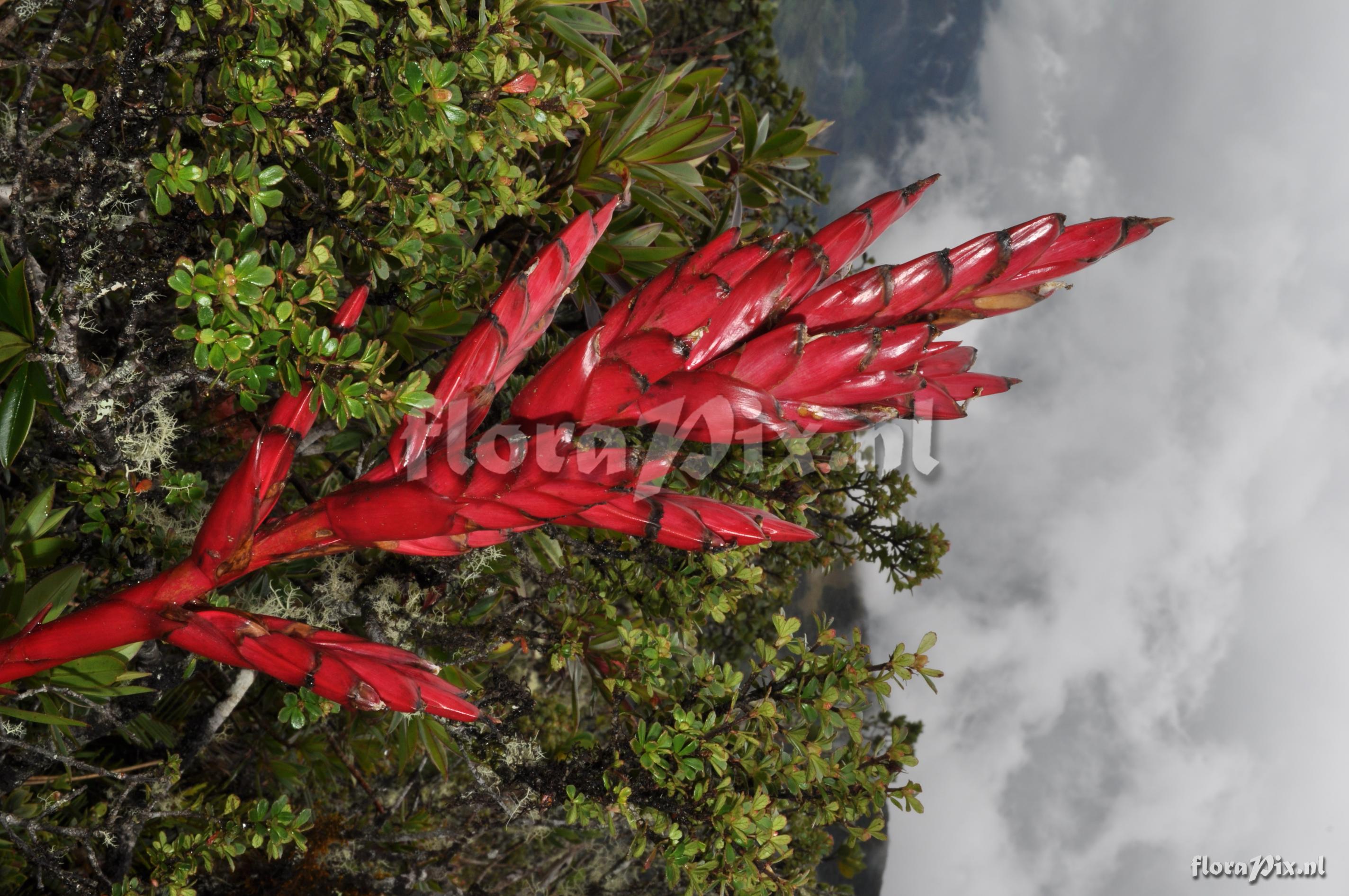 Tillandsia aff. fendleri 