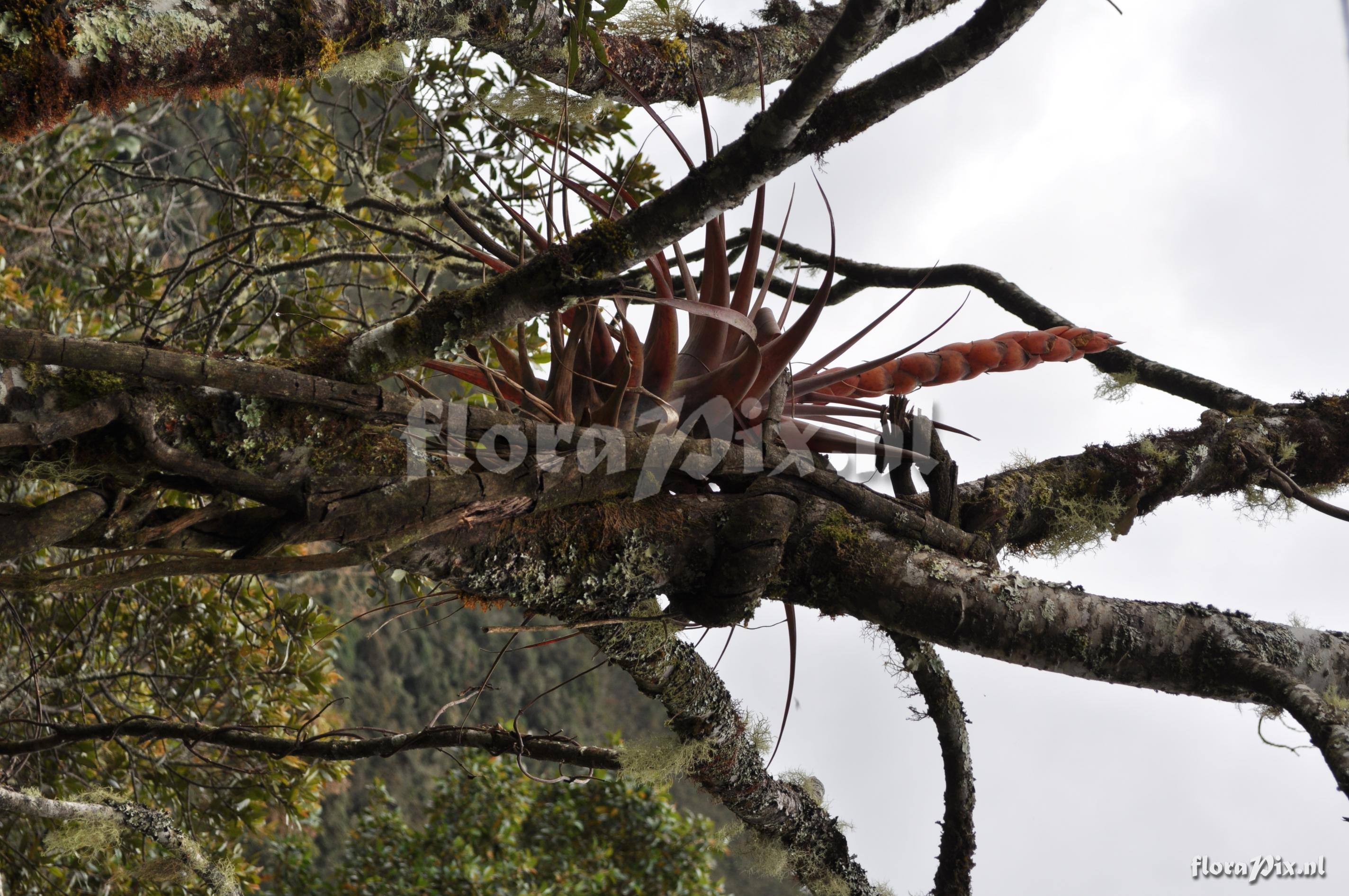 Tillandsia portillae