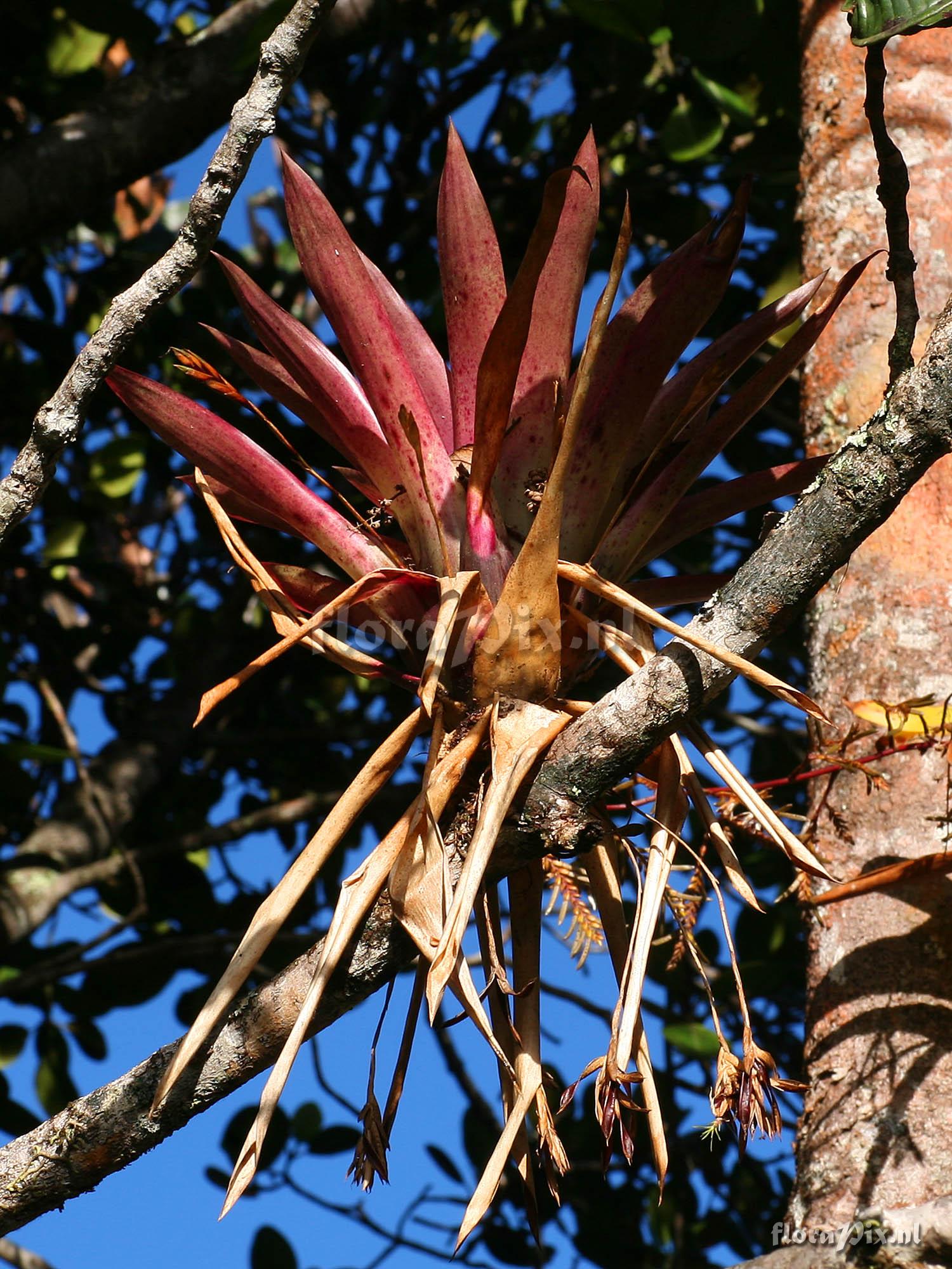 Tillandsia complanata