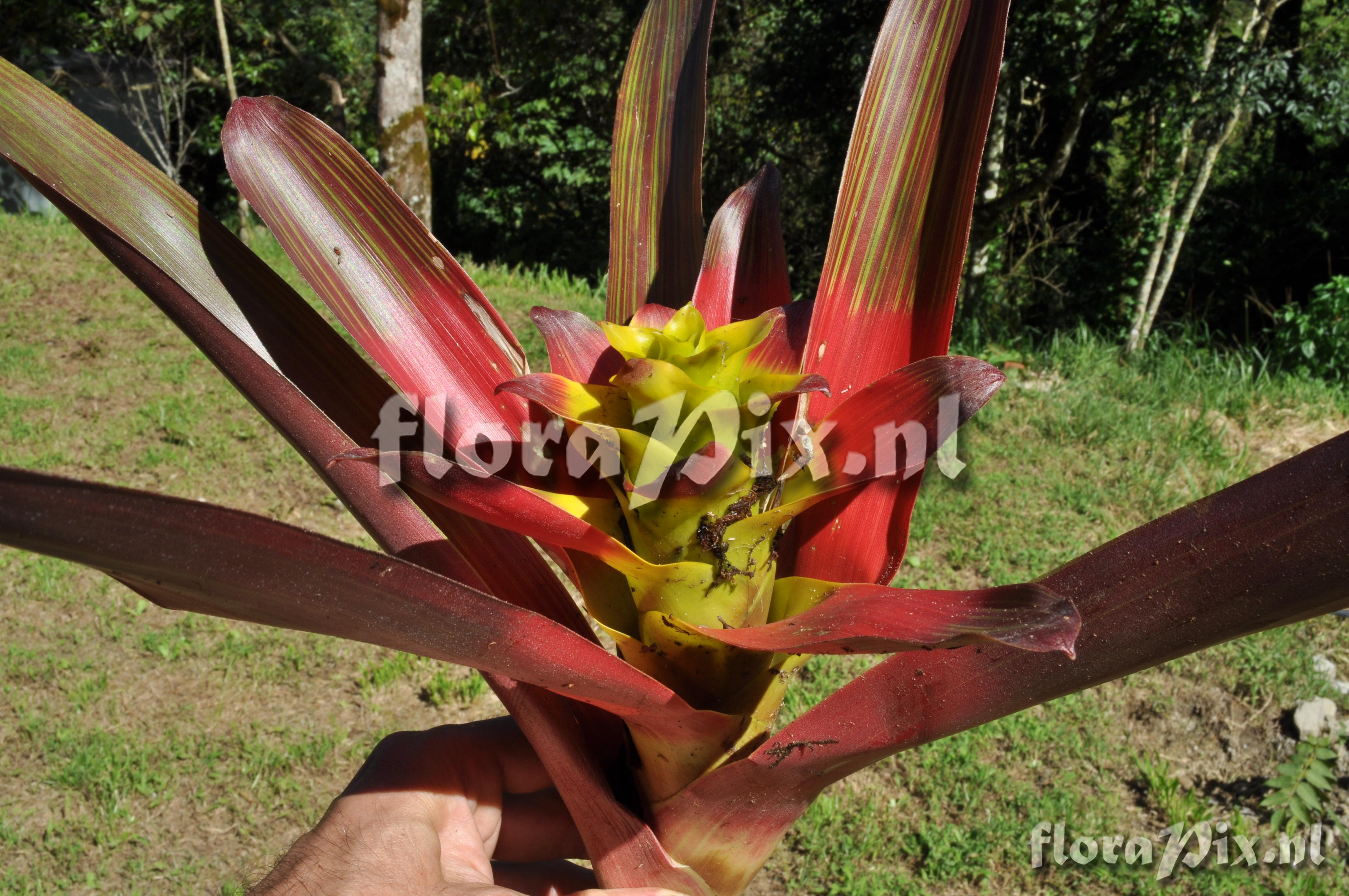 Guzmania squarrosa