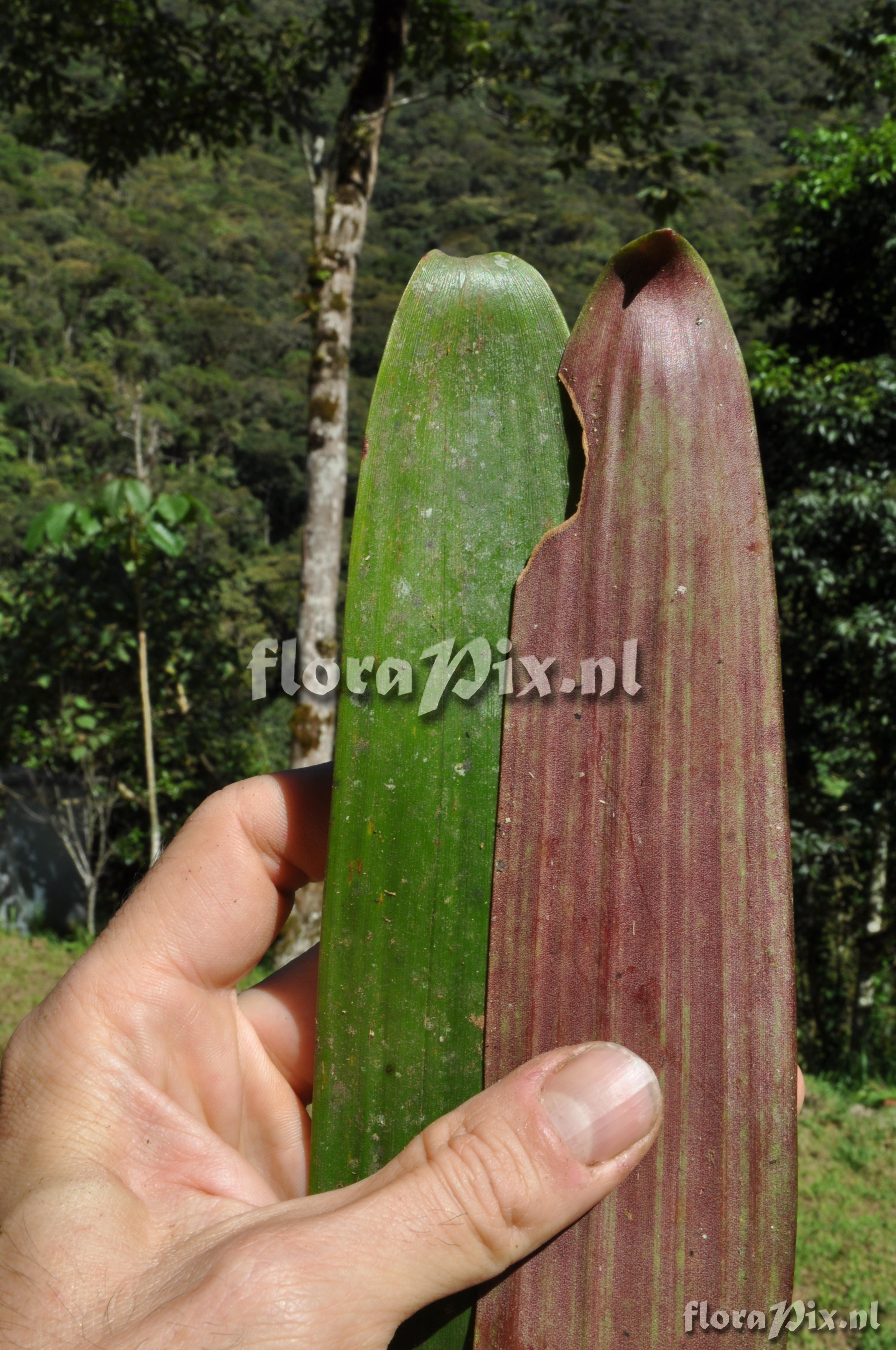 Guzmania squarrosa