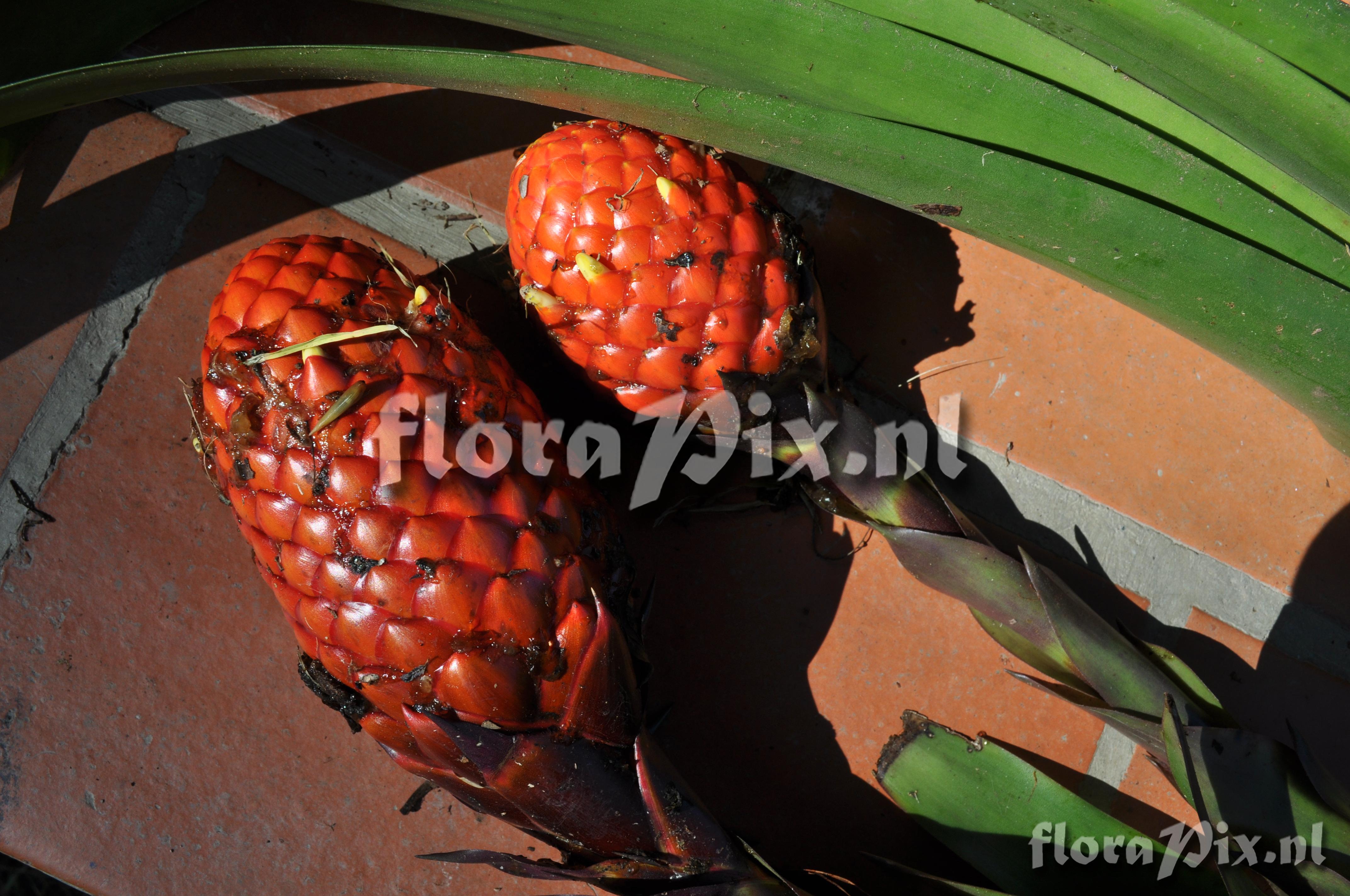 Guzmania claviformis