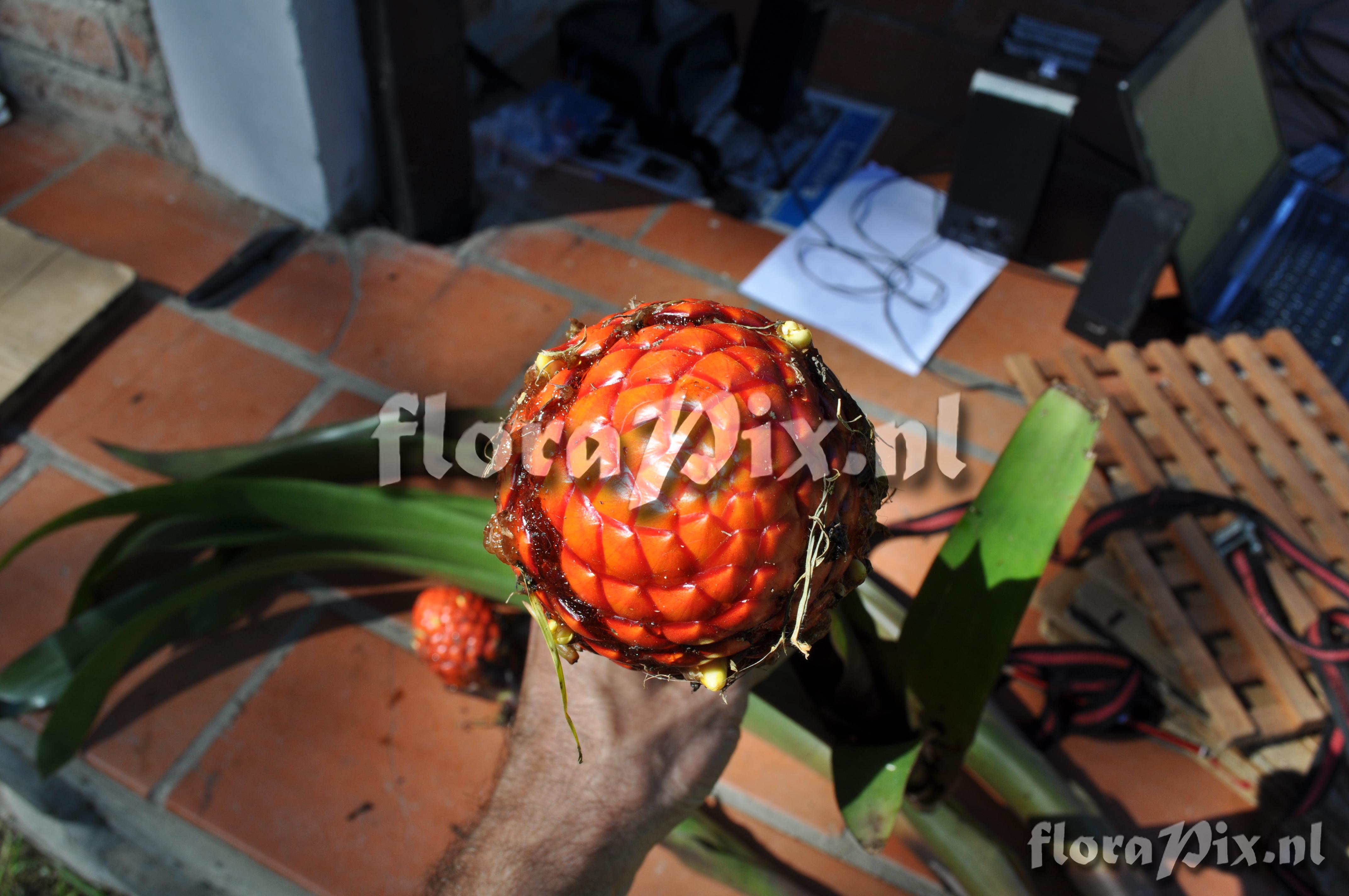 Guzmania claviformis