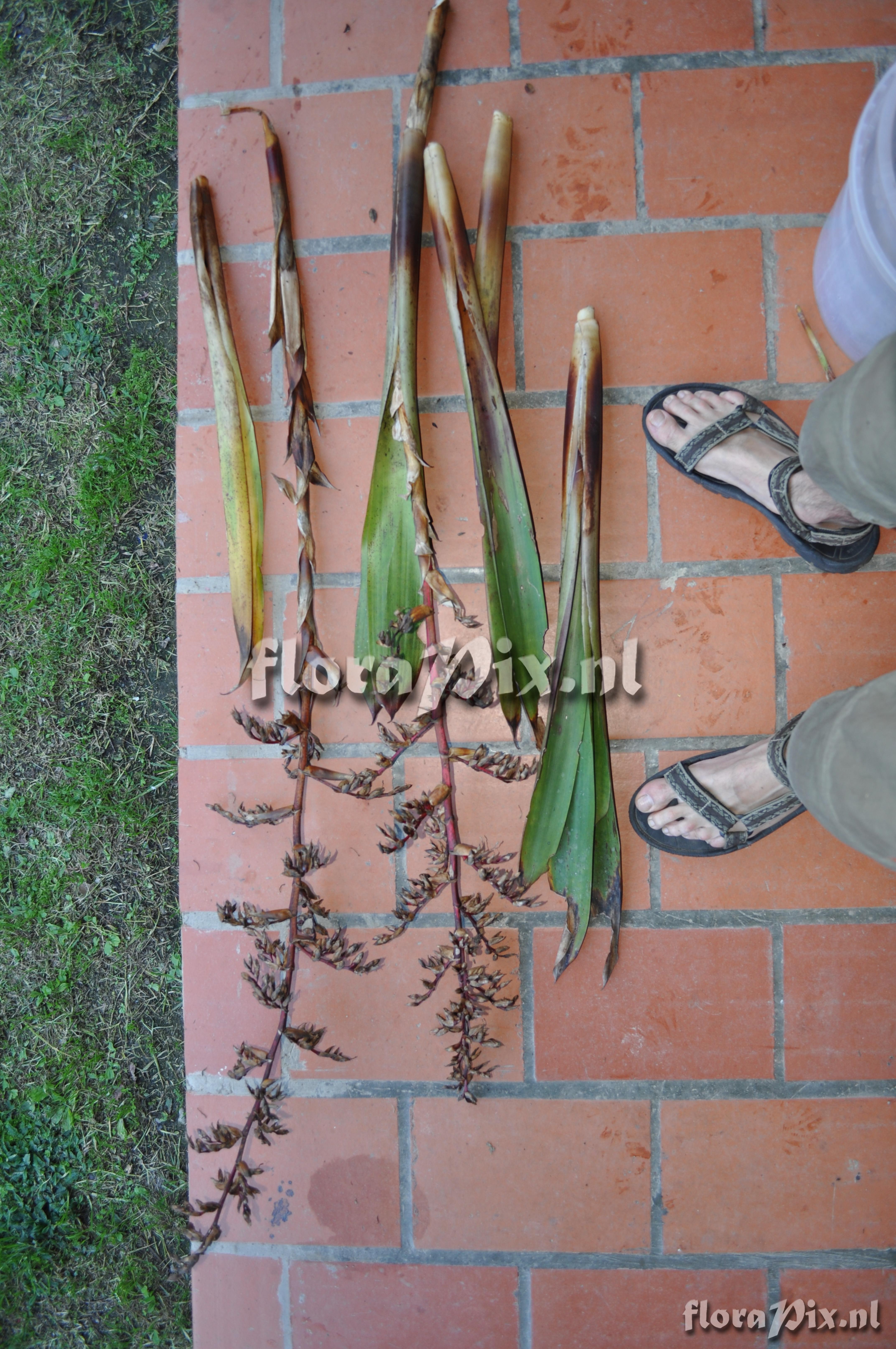 Mezobromelia fulgens L.B. Sm.