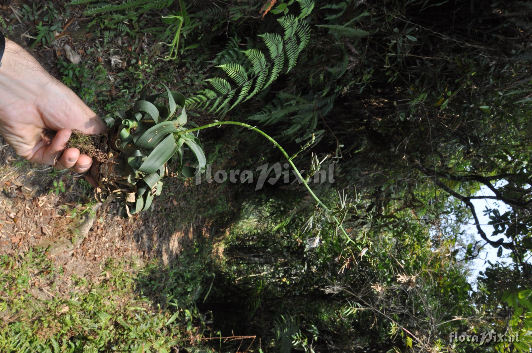 Racinaea cf. ropalocarpa (Andr) M.A. Spencer & L.B. Sm.