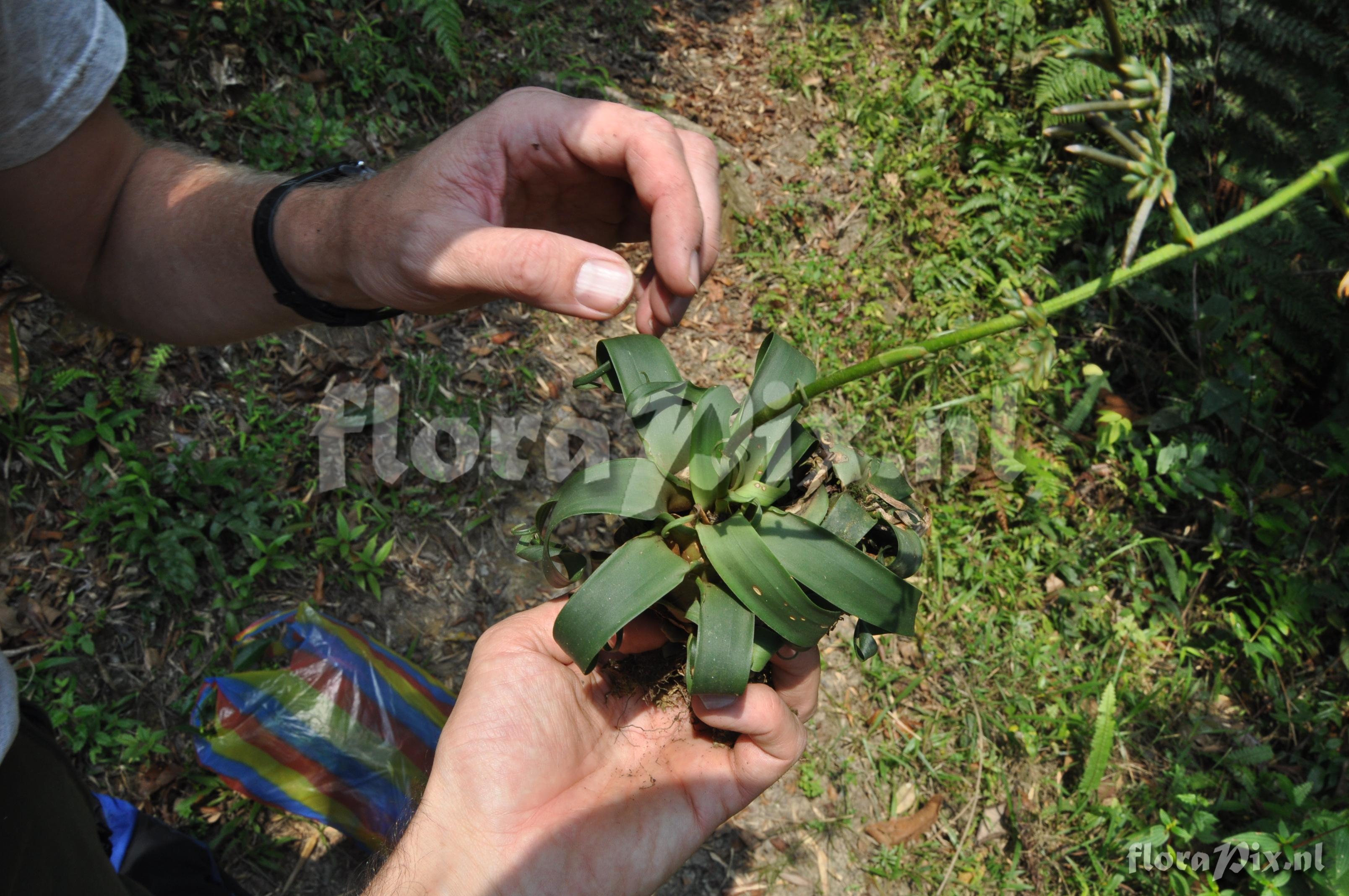 Racinaea cf. ropalocarpa (Andr) M.A. Spencer & L.B. Sm.