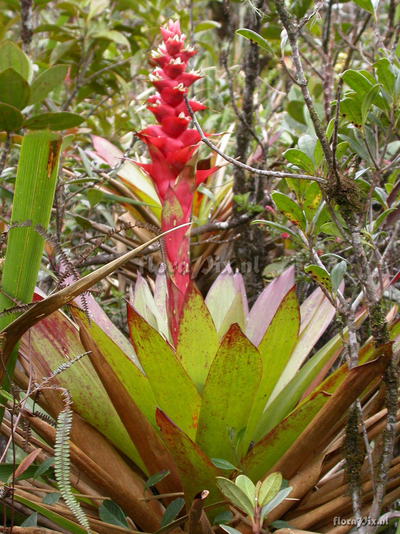 Mezobromelia cf. capituligera 