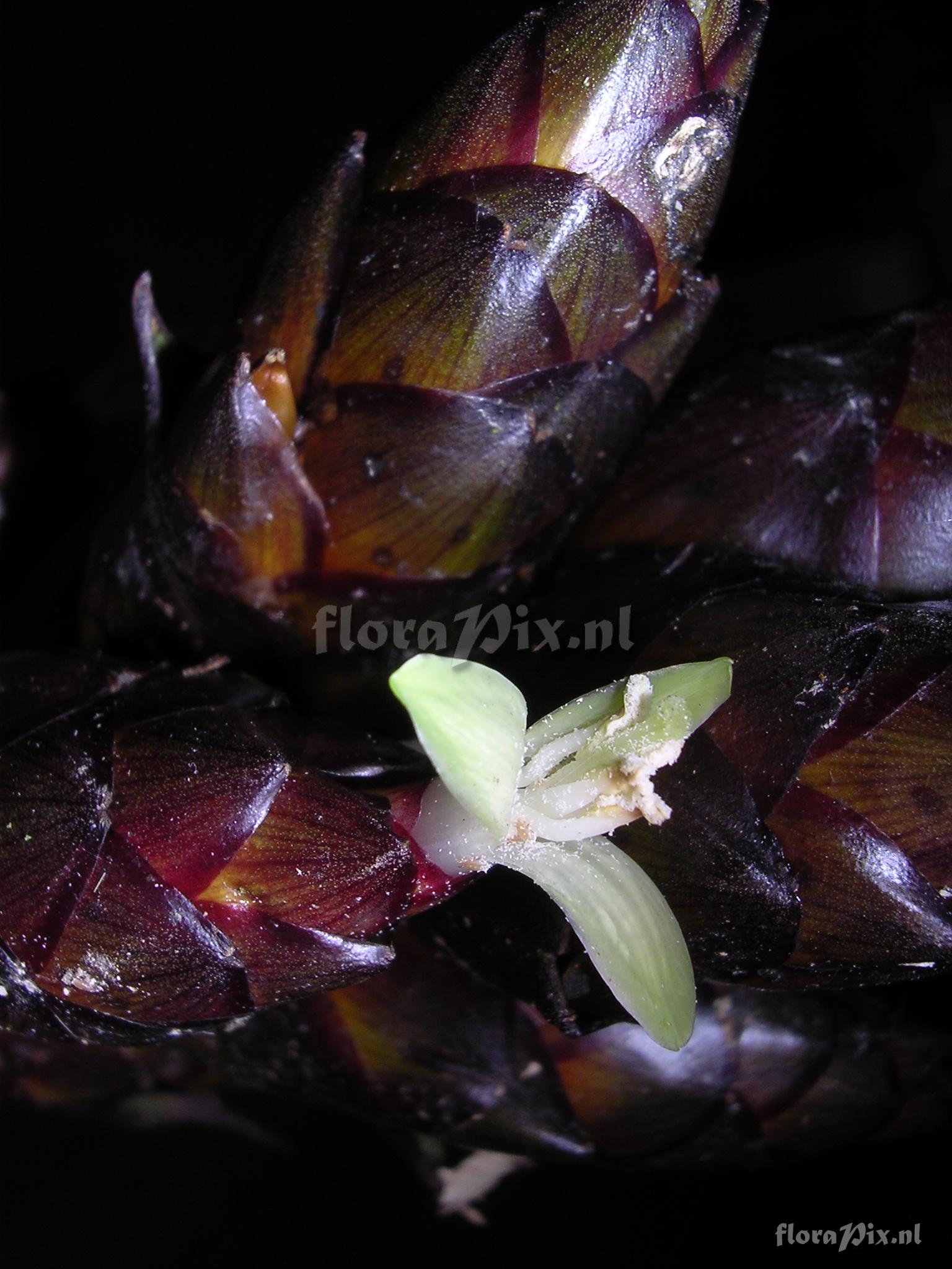 Guzmania confusa L.B. Sm.