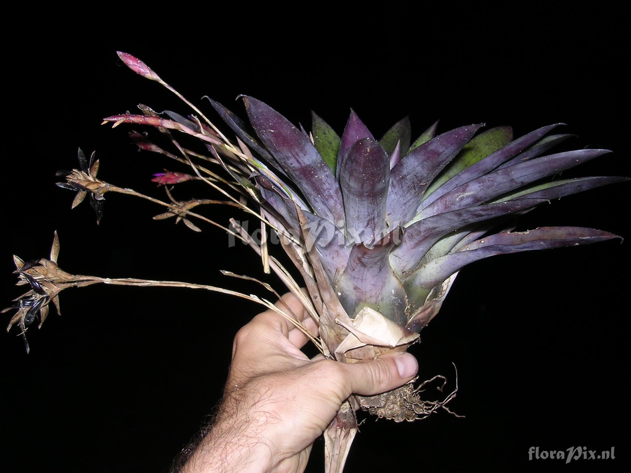 Tillandsia complanata Benth. ssp. complanata Gilmartin