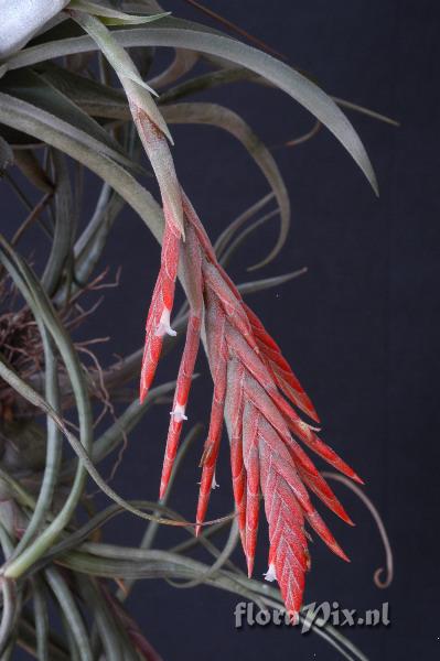 Tillandsia didisticha