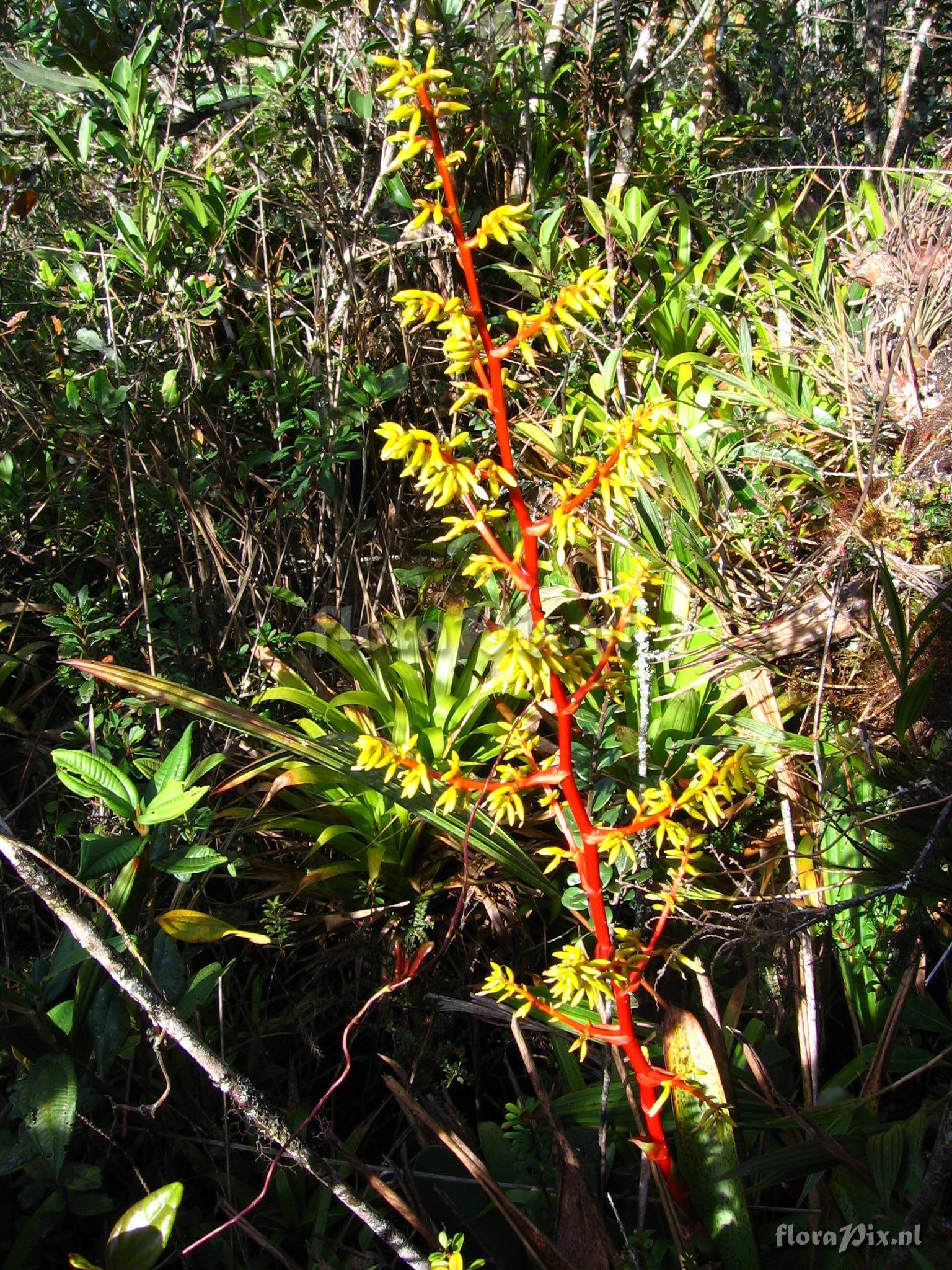 Guzmania difusa