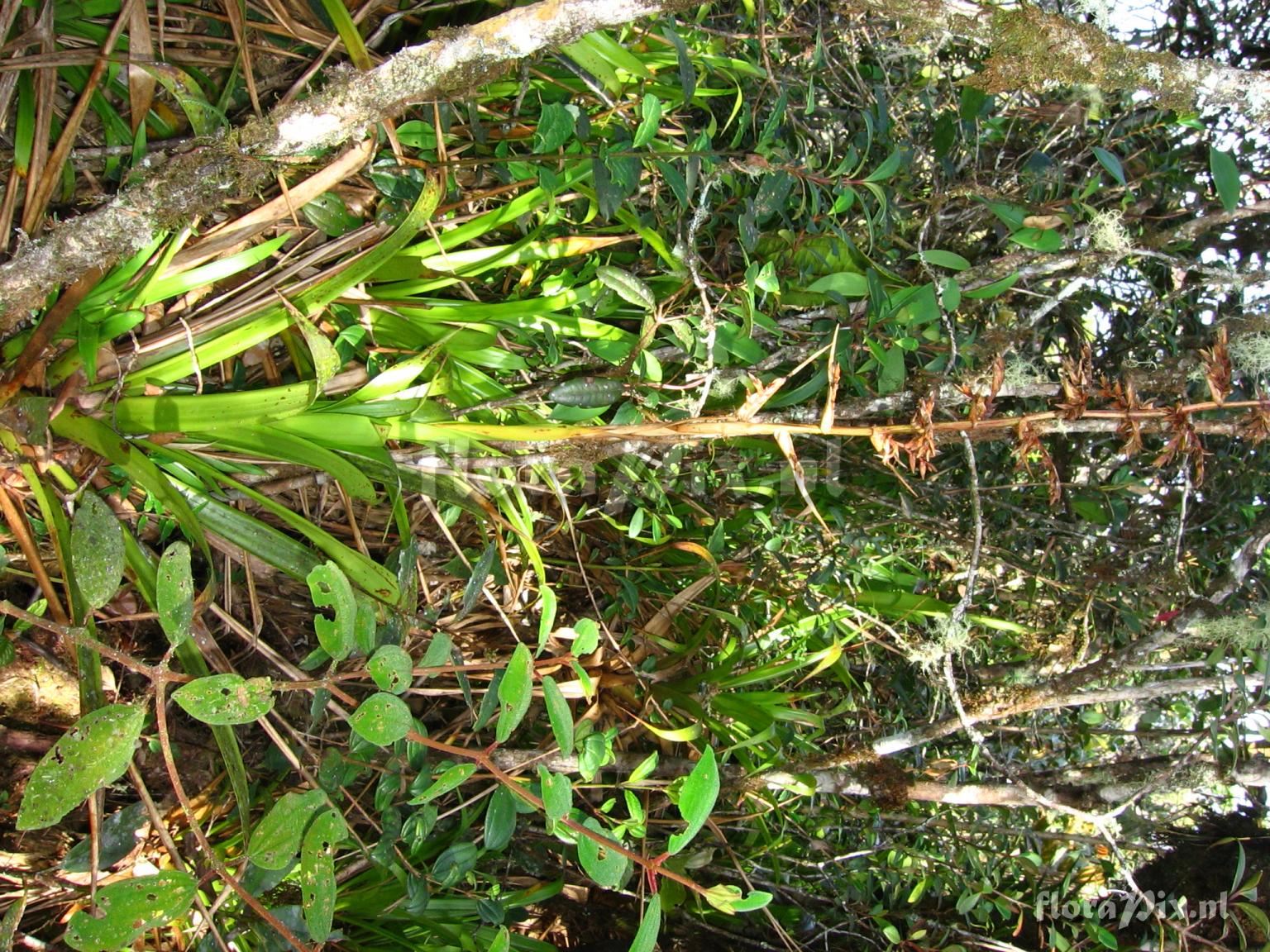 Guzmania paniculata Mez