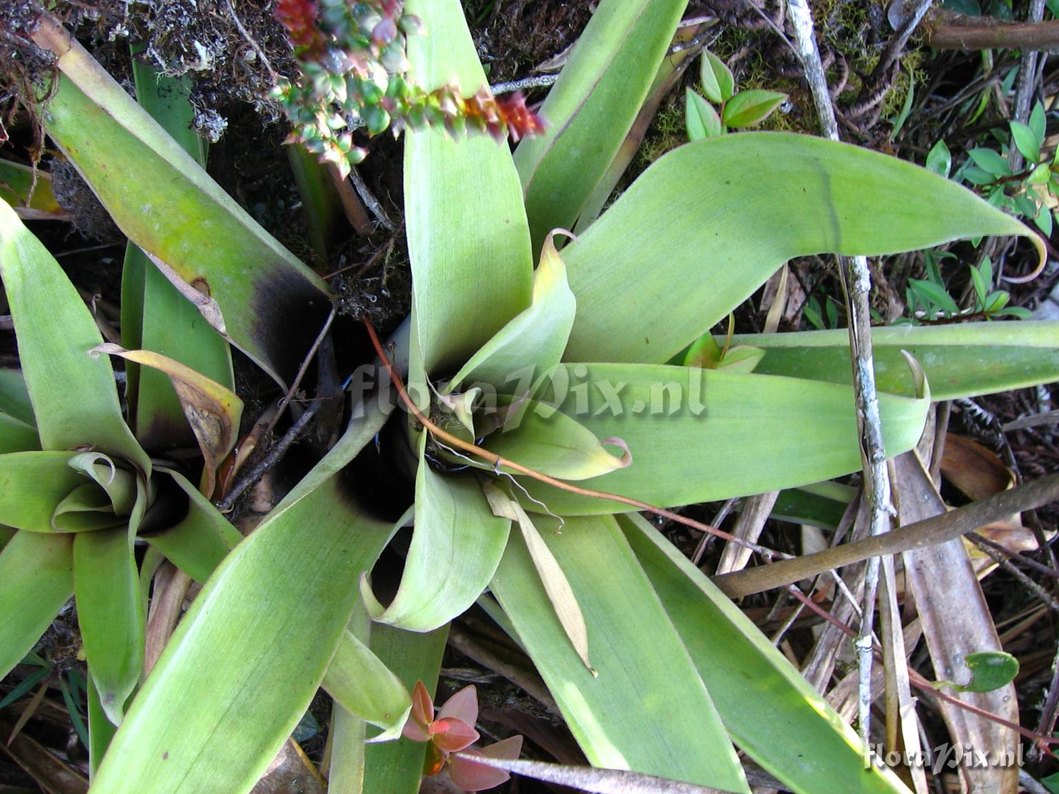 Racinaea tripinnata (Bak) M.A. Spencer & L.B. Smith