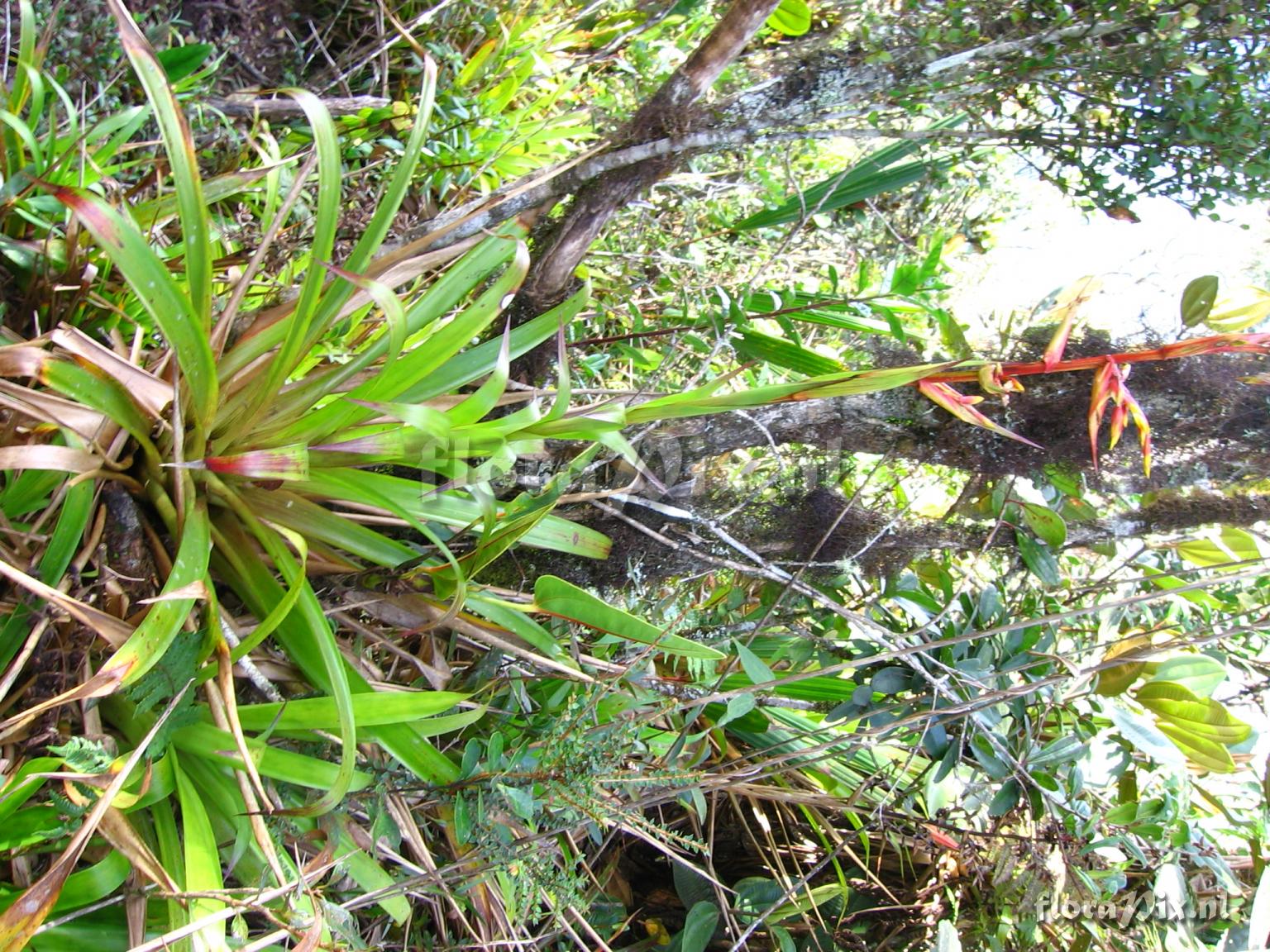 Guzmania paniculata Mez