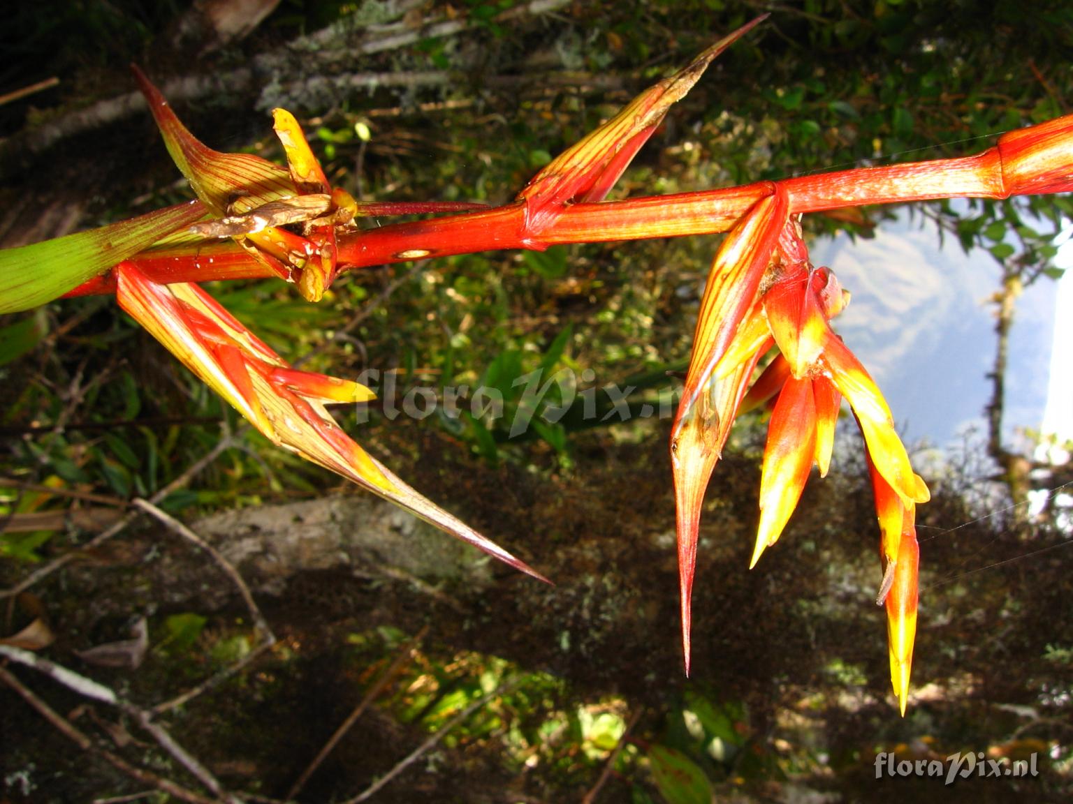 Guzmania paniculata Mez