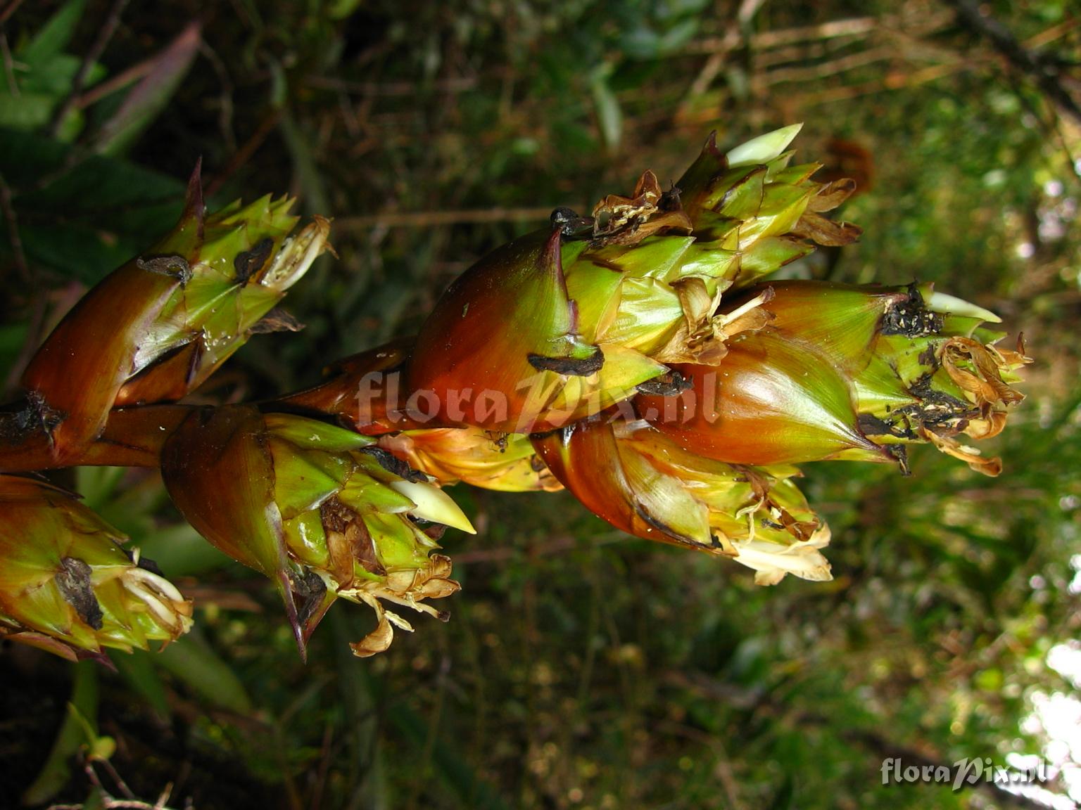 Guzmania atrocastanea H. Luther