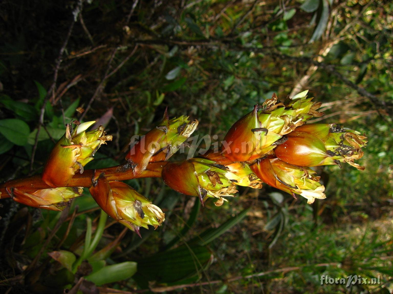 Guzmania atrocastanea H. Luther