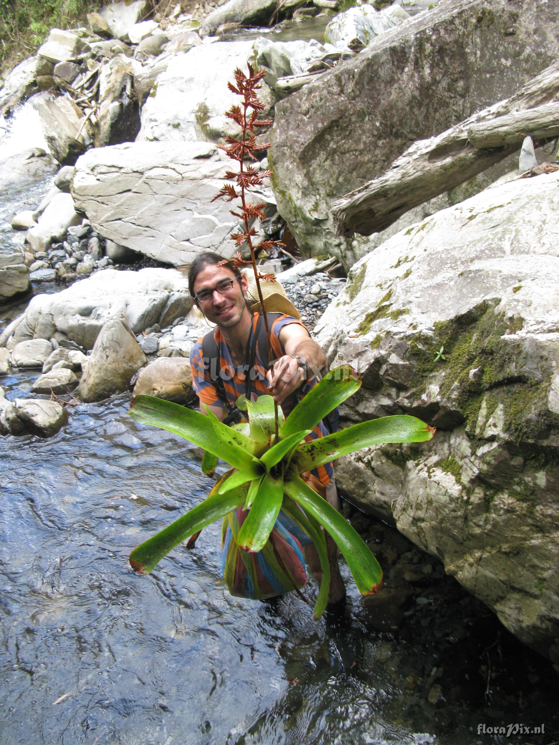 Tillandsia truncata L.B. Sm. var. major H. Luther 