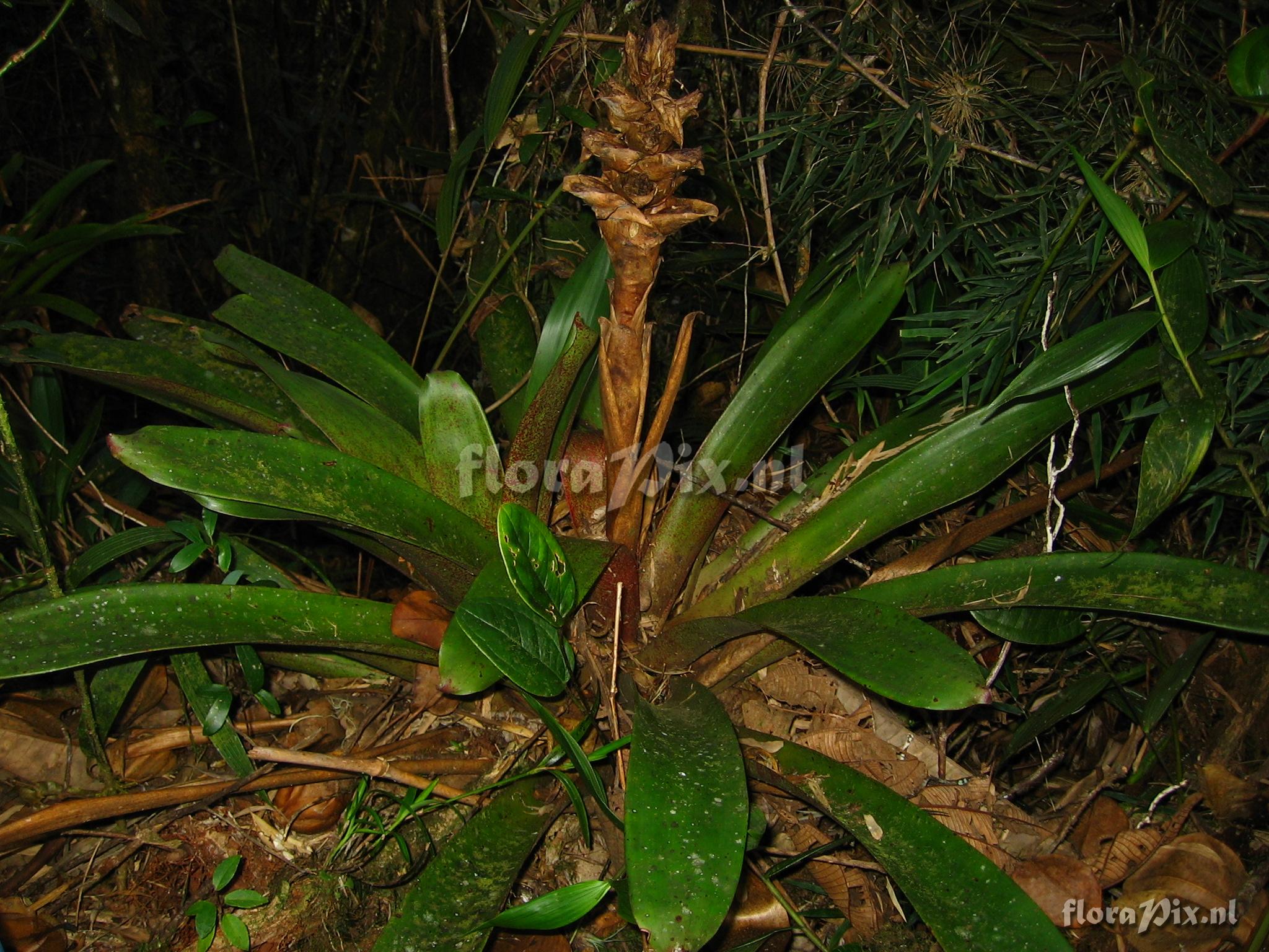 Mezobromelia capituligera 