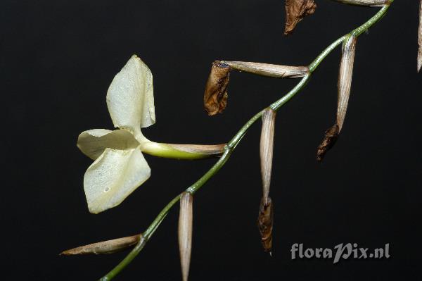 Tillandsia dodsonii