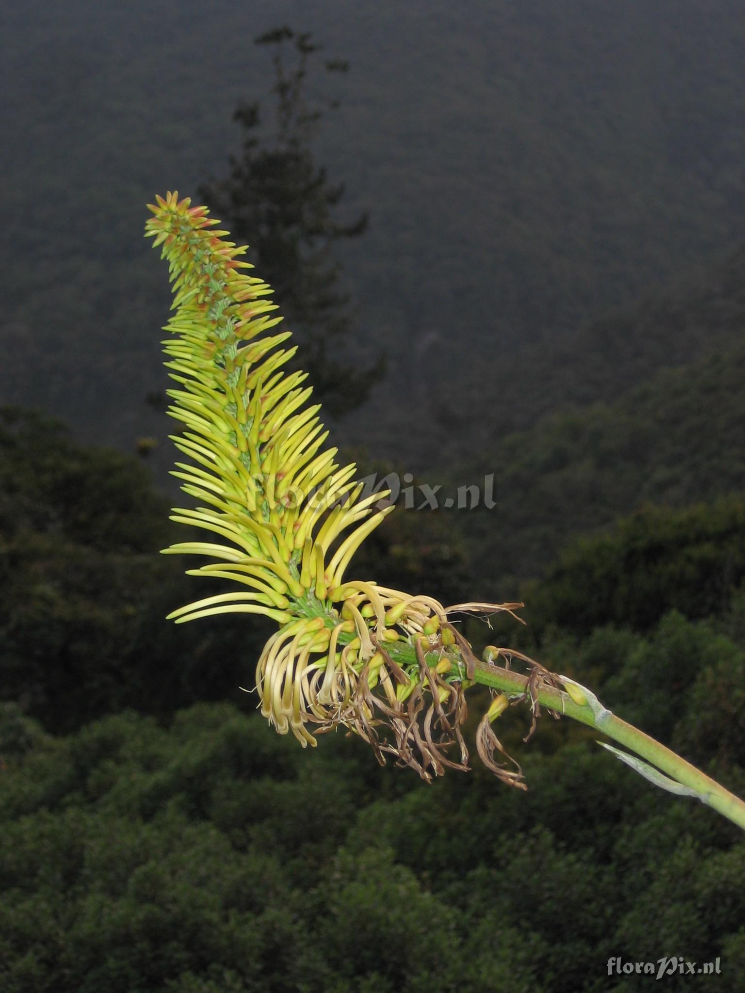 Pitcairnia trianae Andr var. retusa L.B. Sm.