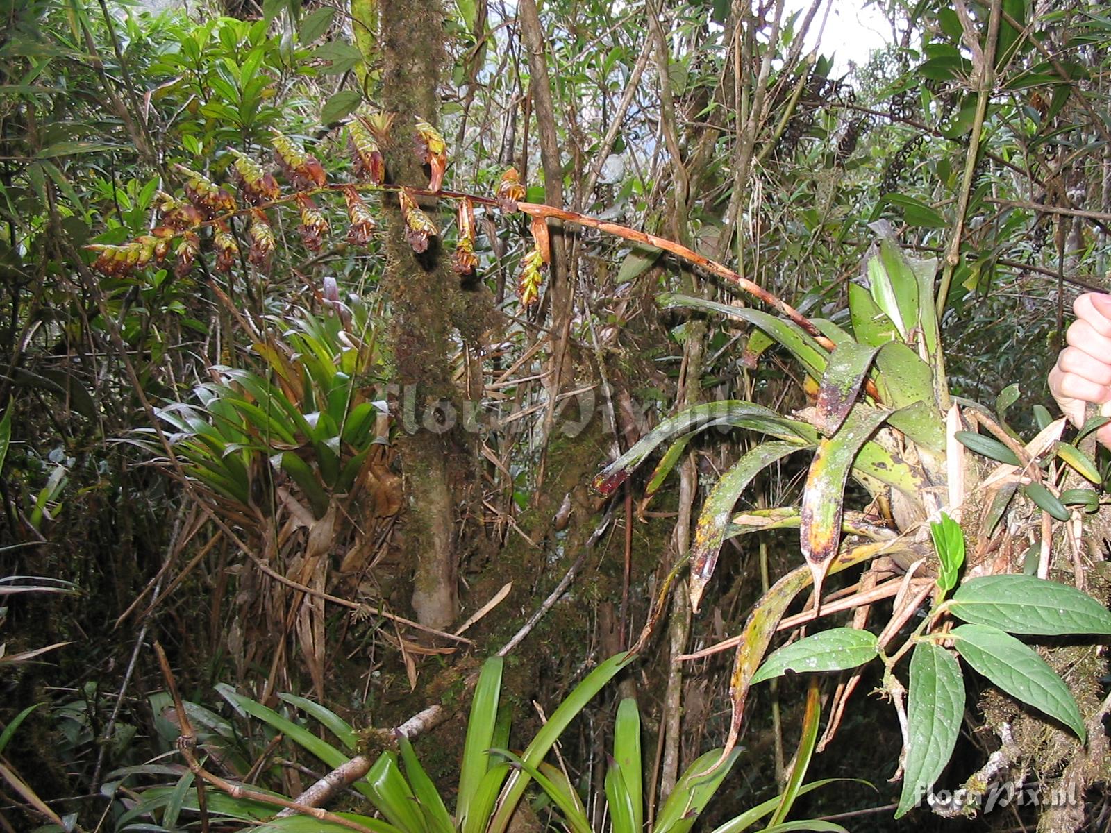 Racinaea riocreuxii (Andr) M.A. Spencer & L. B. Sm.