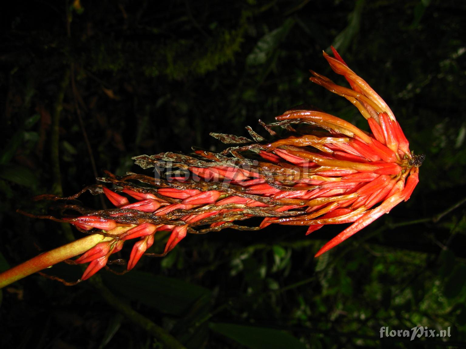 Pitcairnia werneri (in ed.) H. Luther