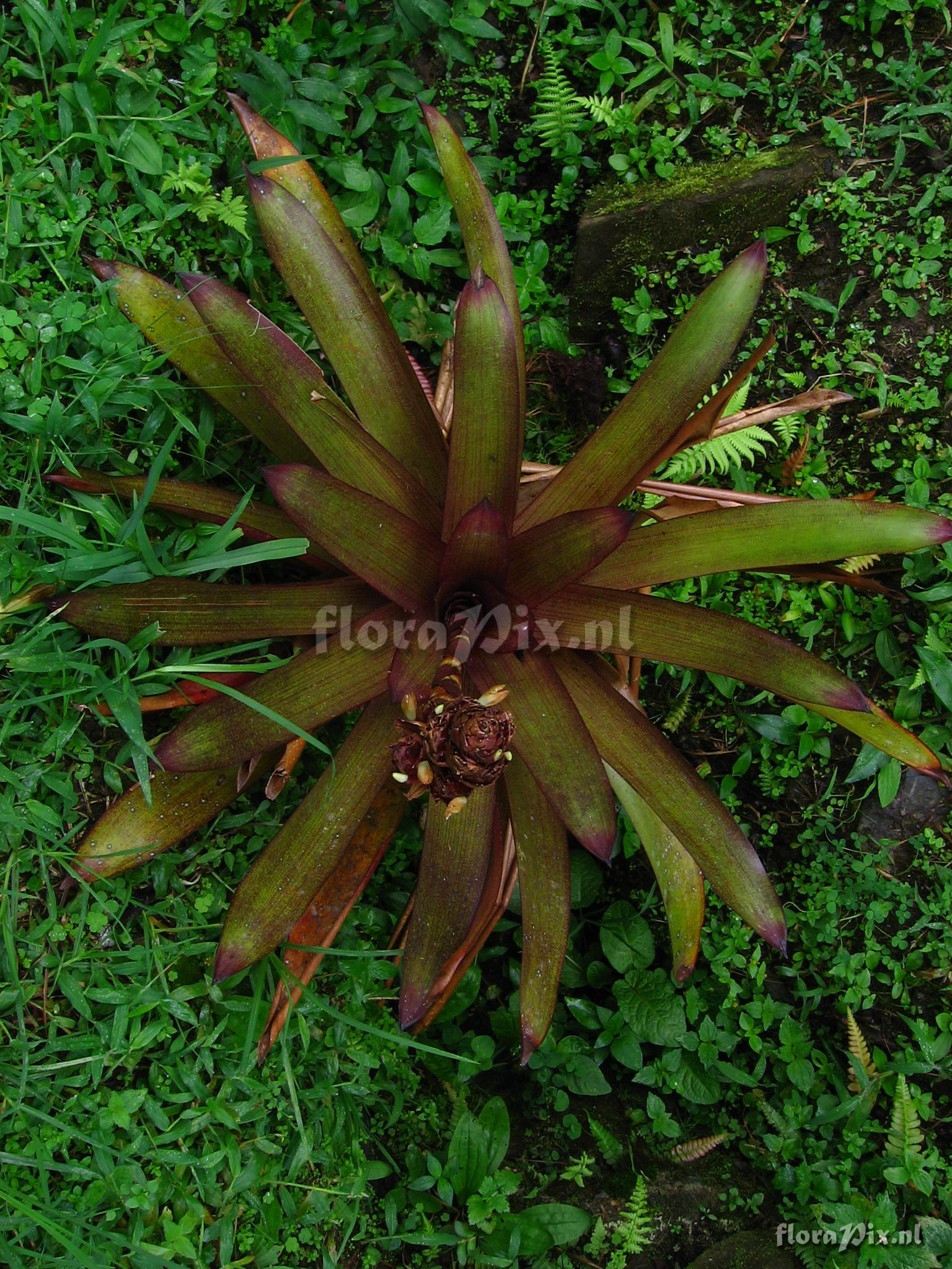 Guzmania sp. nov. 