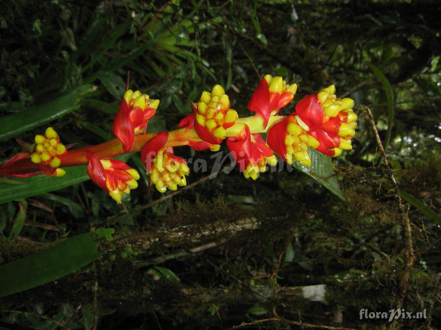 Guzmania weberbaueri Mez