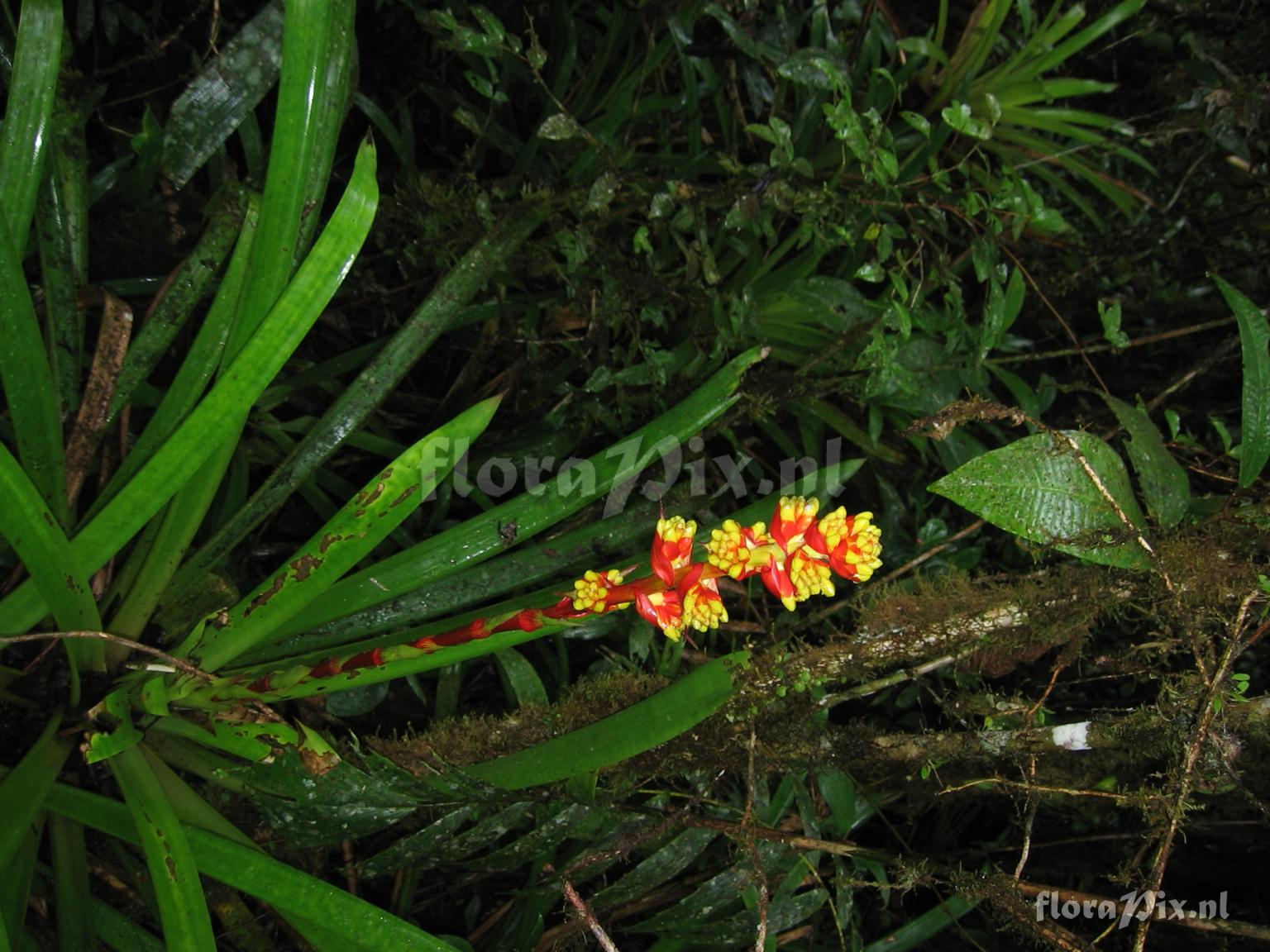 Guzmania weberbaueri Mez