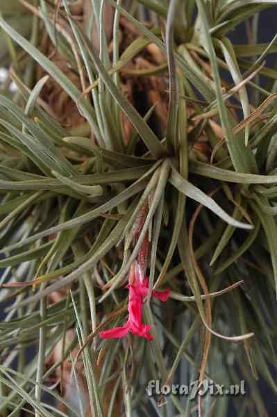 Tillandsia dorothea